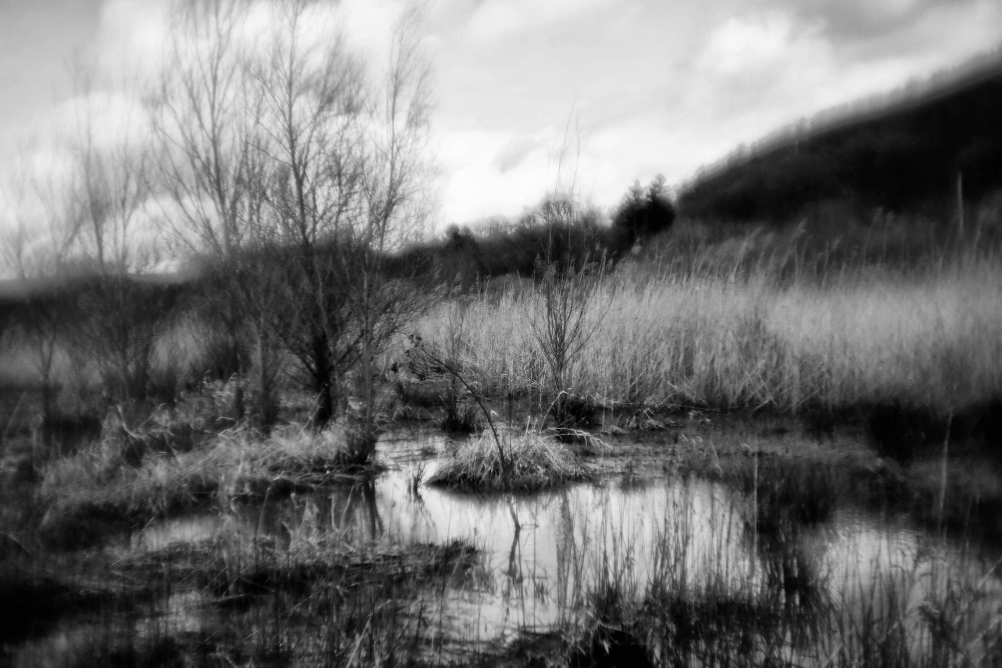 Biotop sw 01 16799006678 o