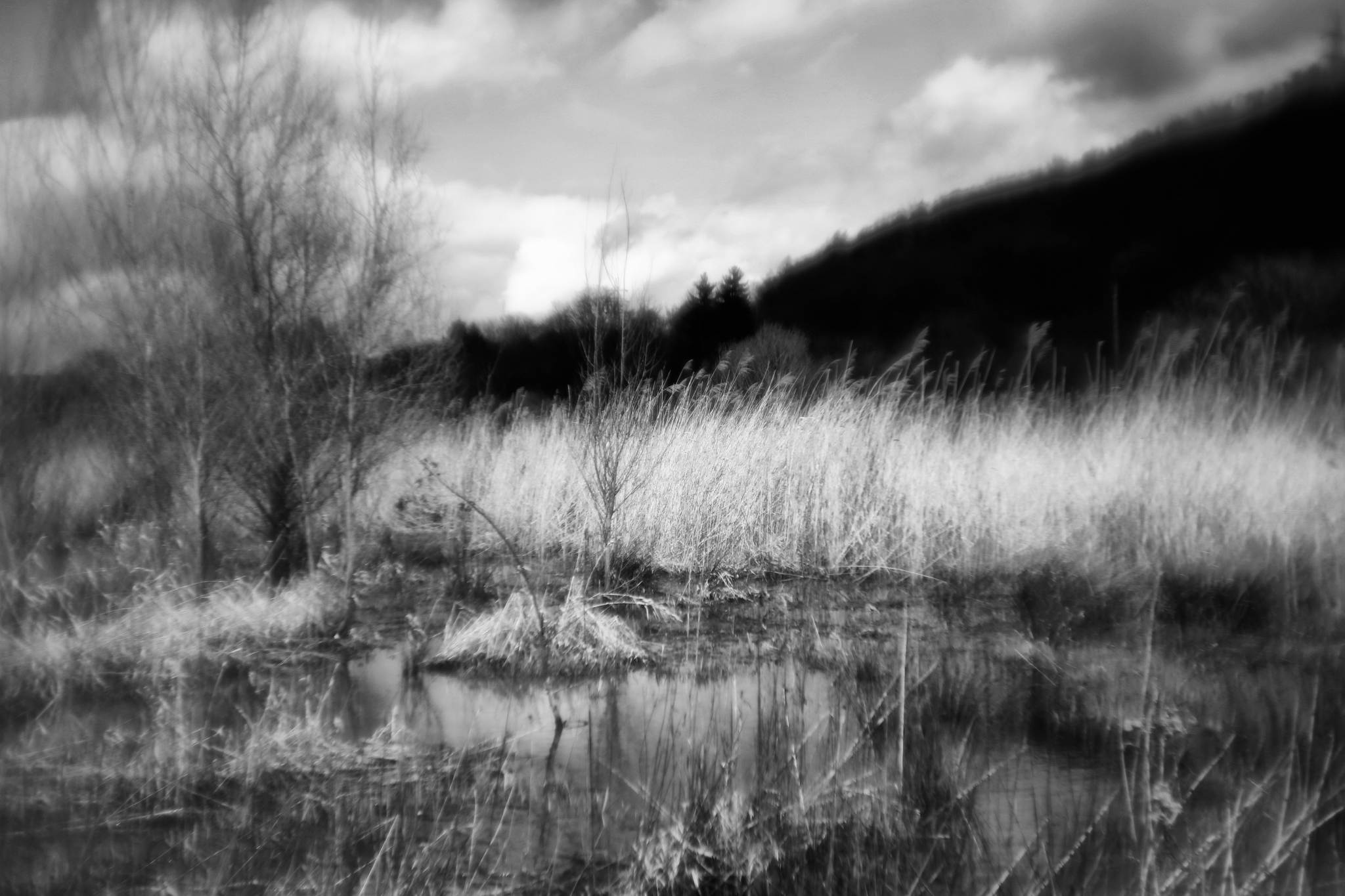 Biotop sw 02 16779340827 o