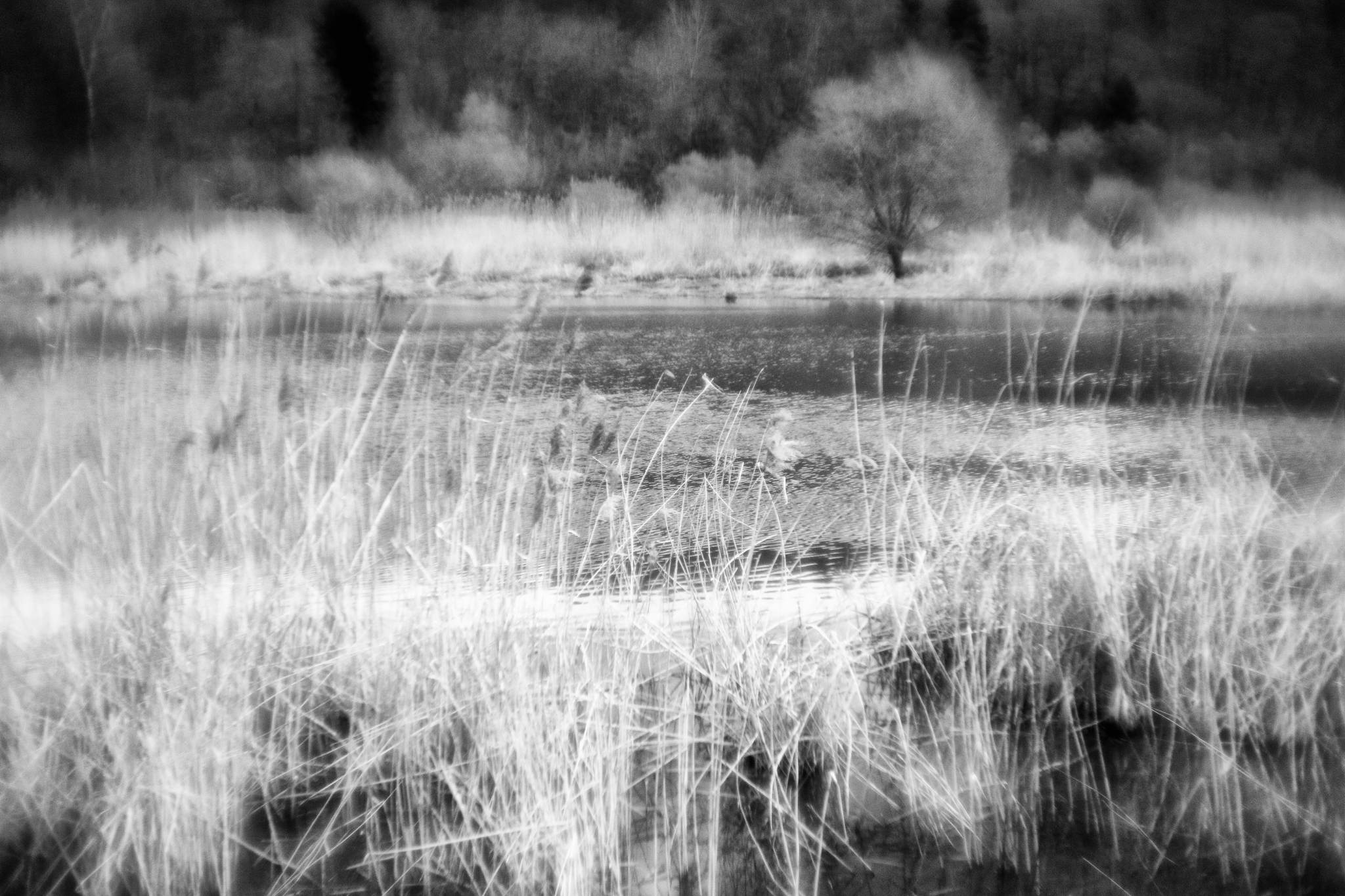 Biotop sw 10 16799027598 o