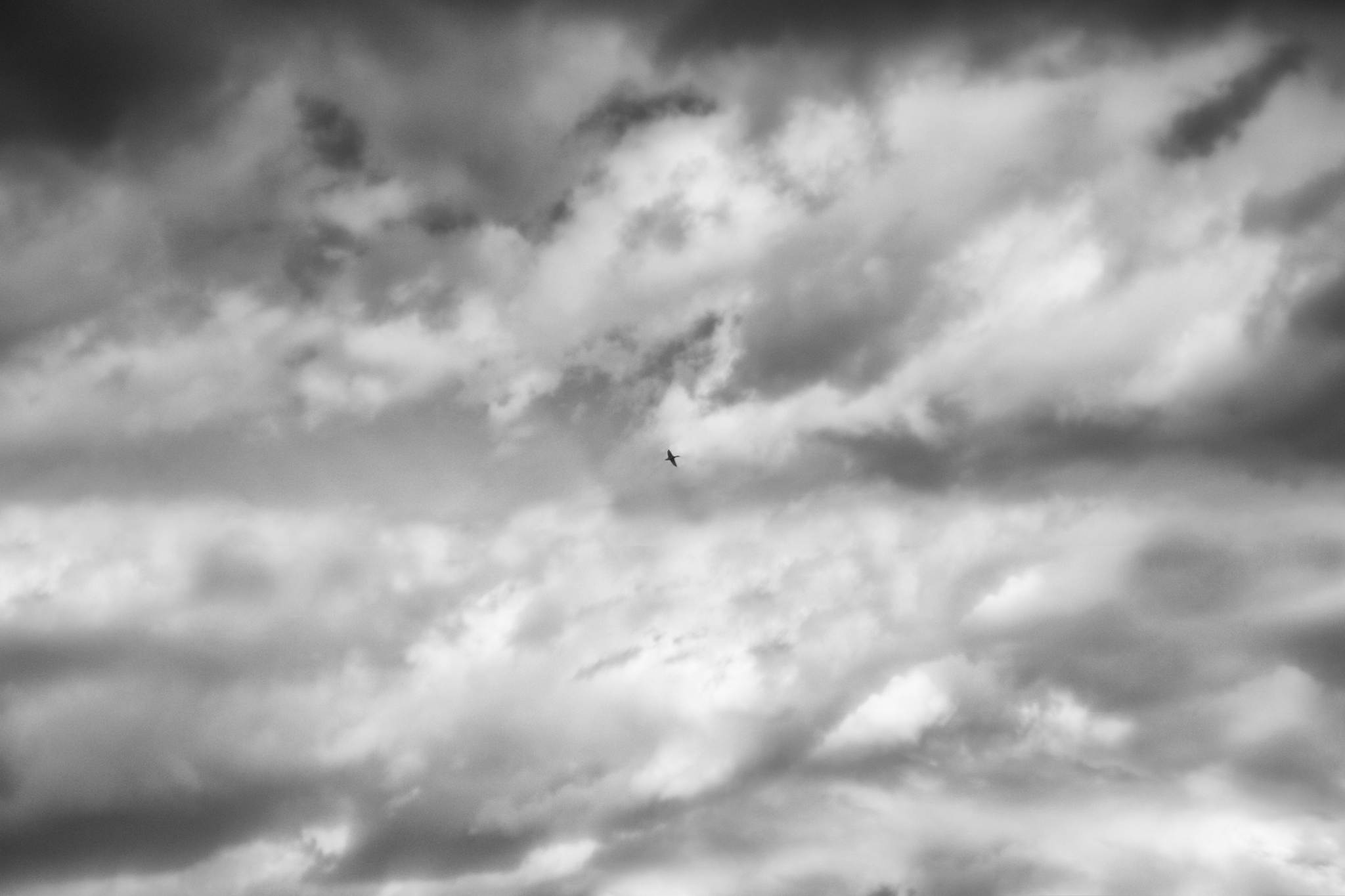 Biotop sw 11 16800555309 o