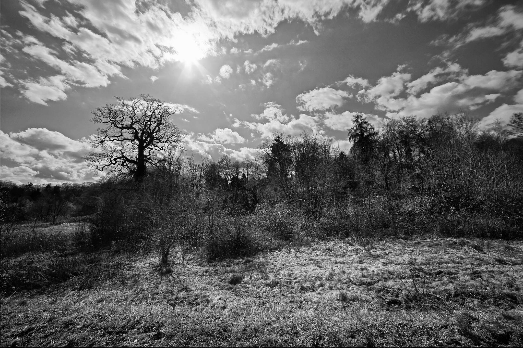 Biotop sw 14 16800563309 o