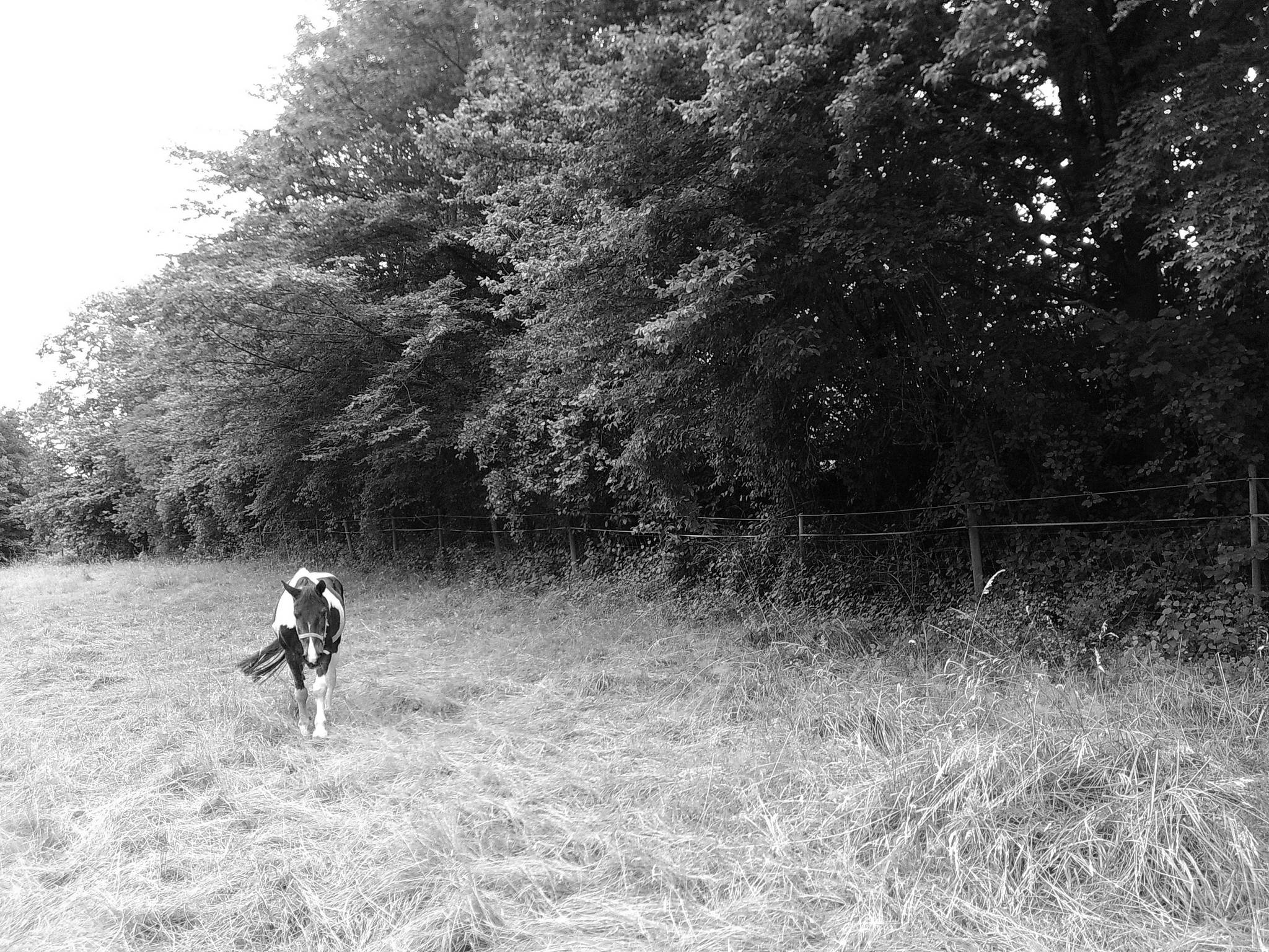 Dscf0053 53893384335 o