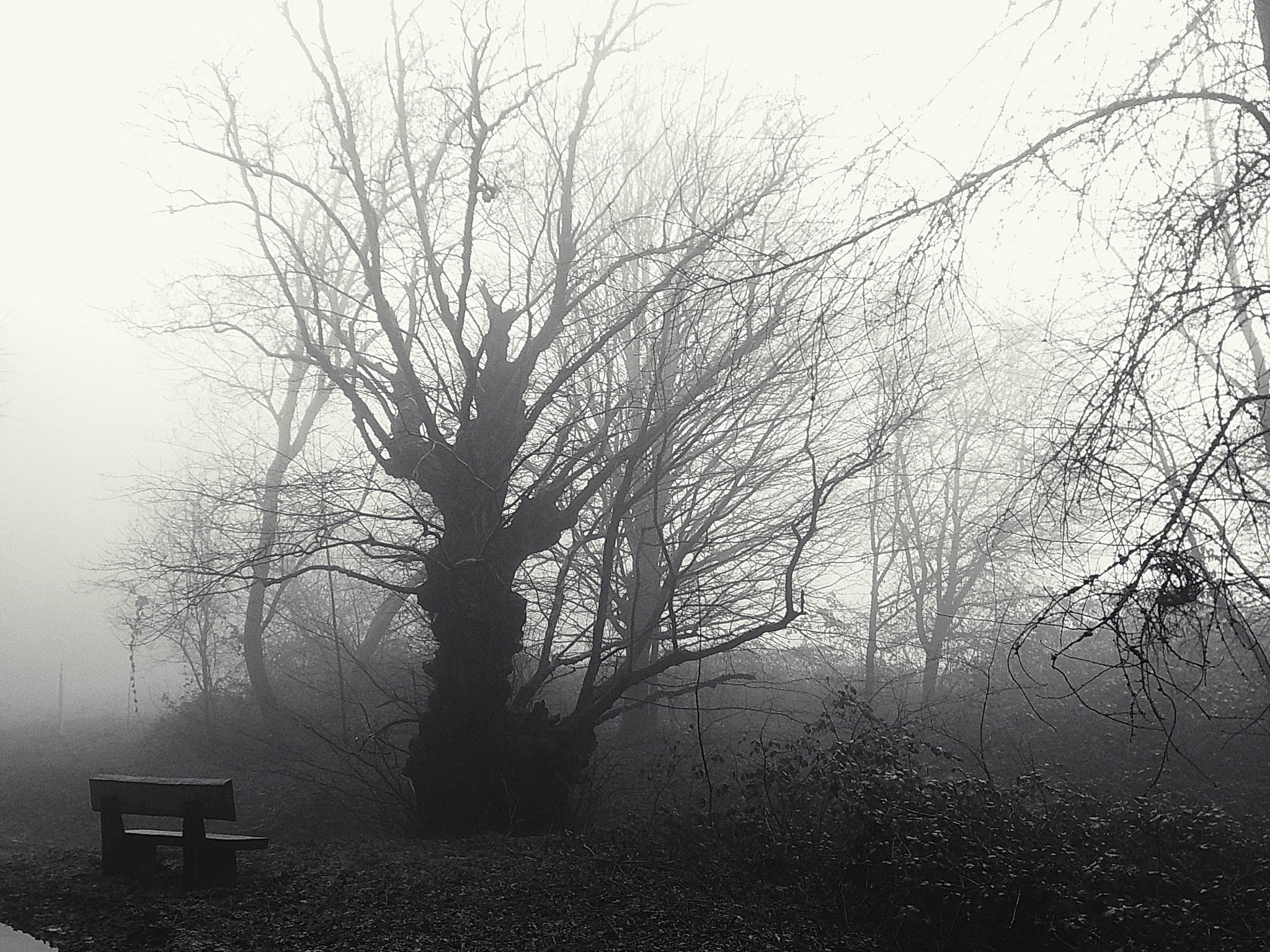 Nebelwald am morgen 01 54397552930 o