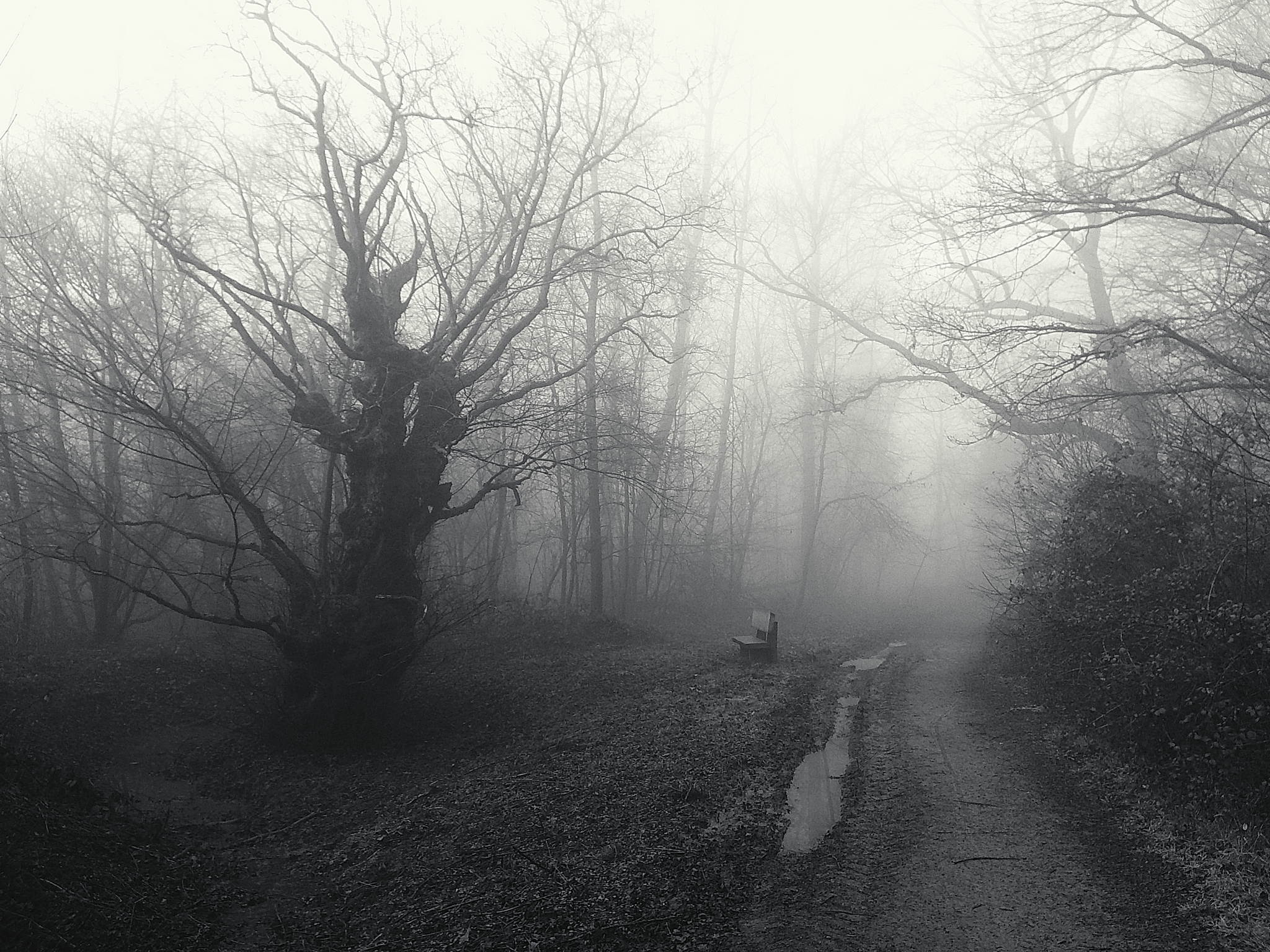 Nebelwald am morgen 02 54397189831 o