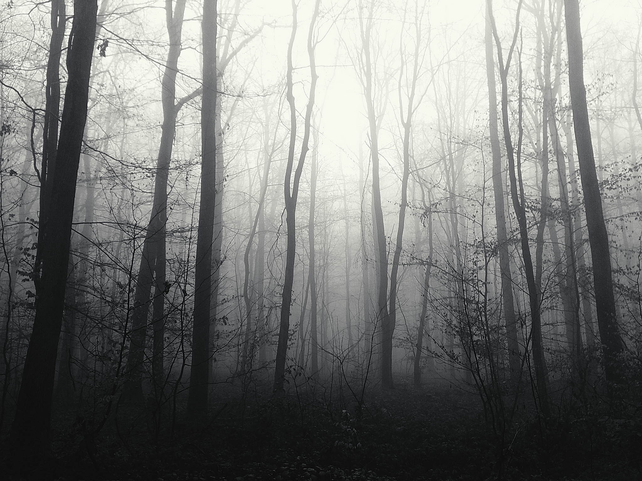 Nebelwald am morgen 09 54396298992 o