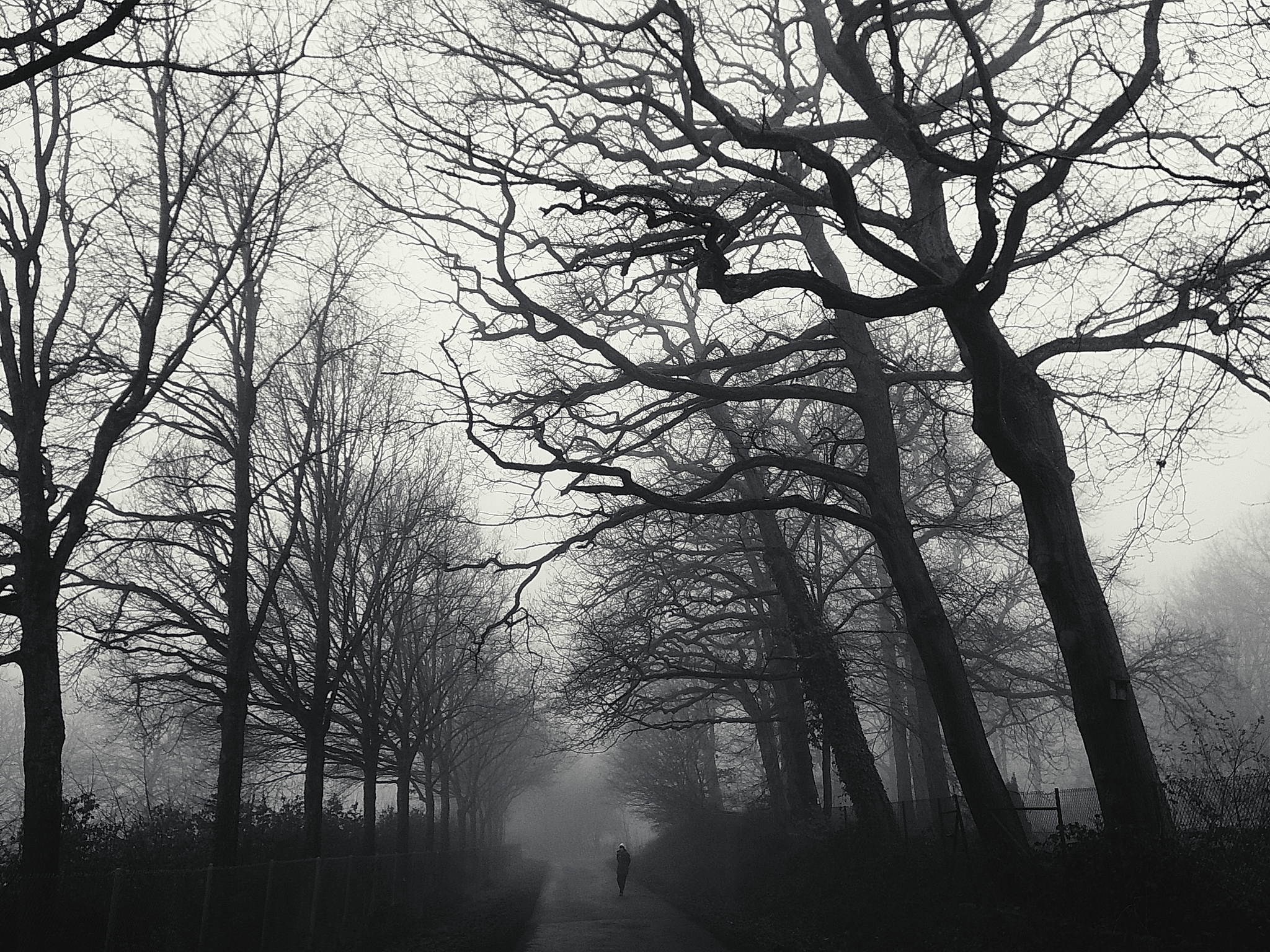 Nebelwald am morgen 11 54396298712 o