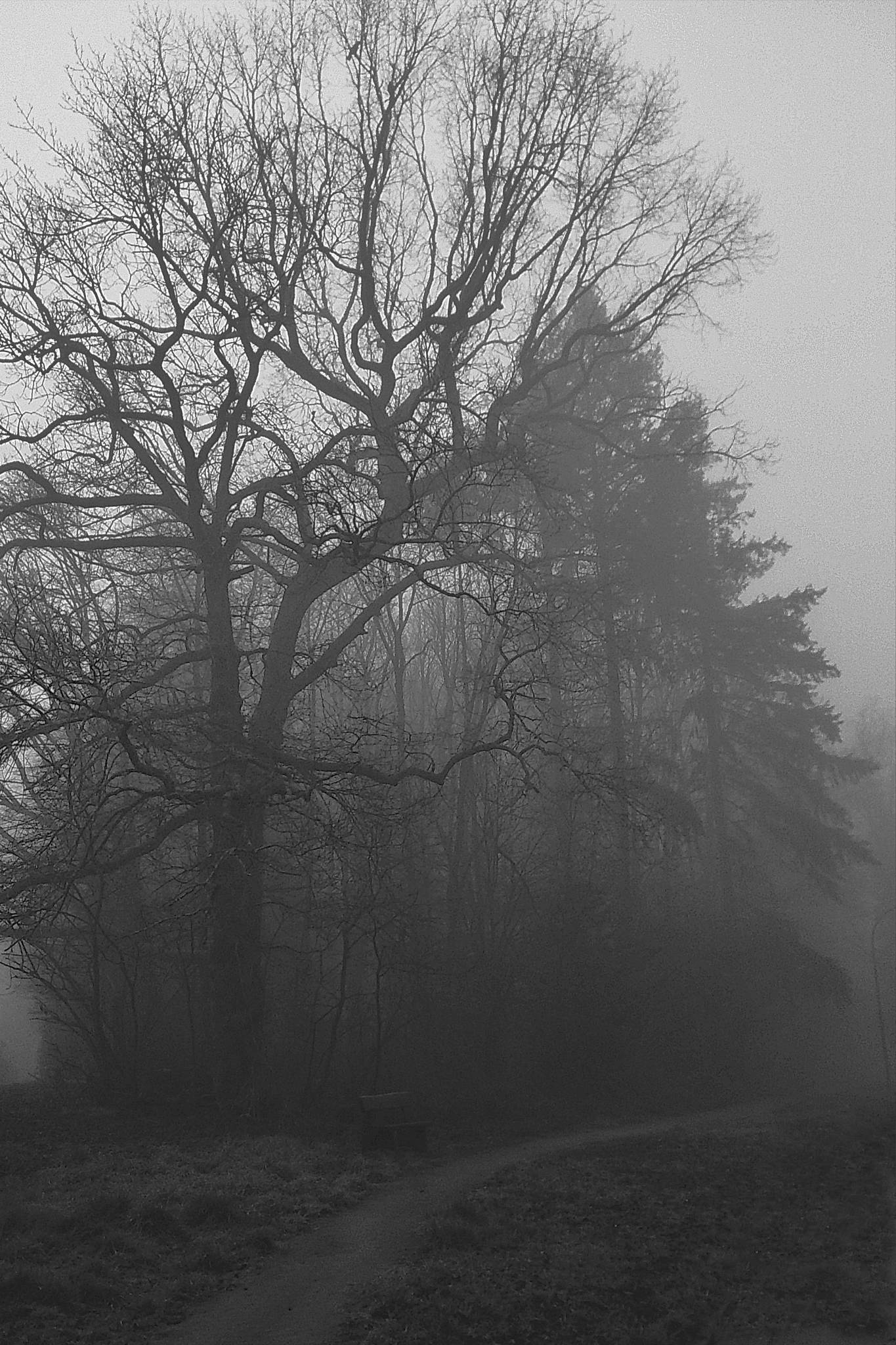 Nebelwald am morgen 12 54397188491 o