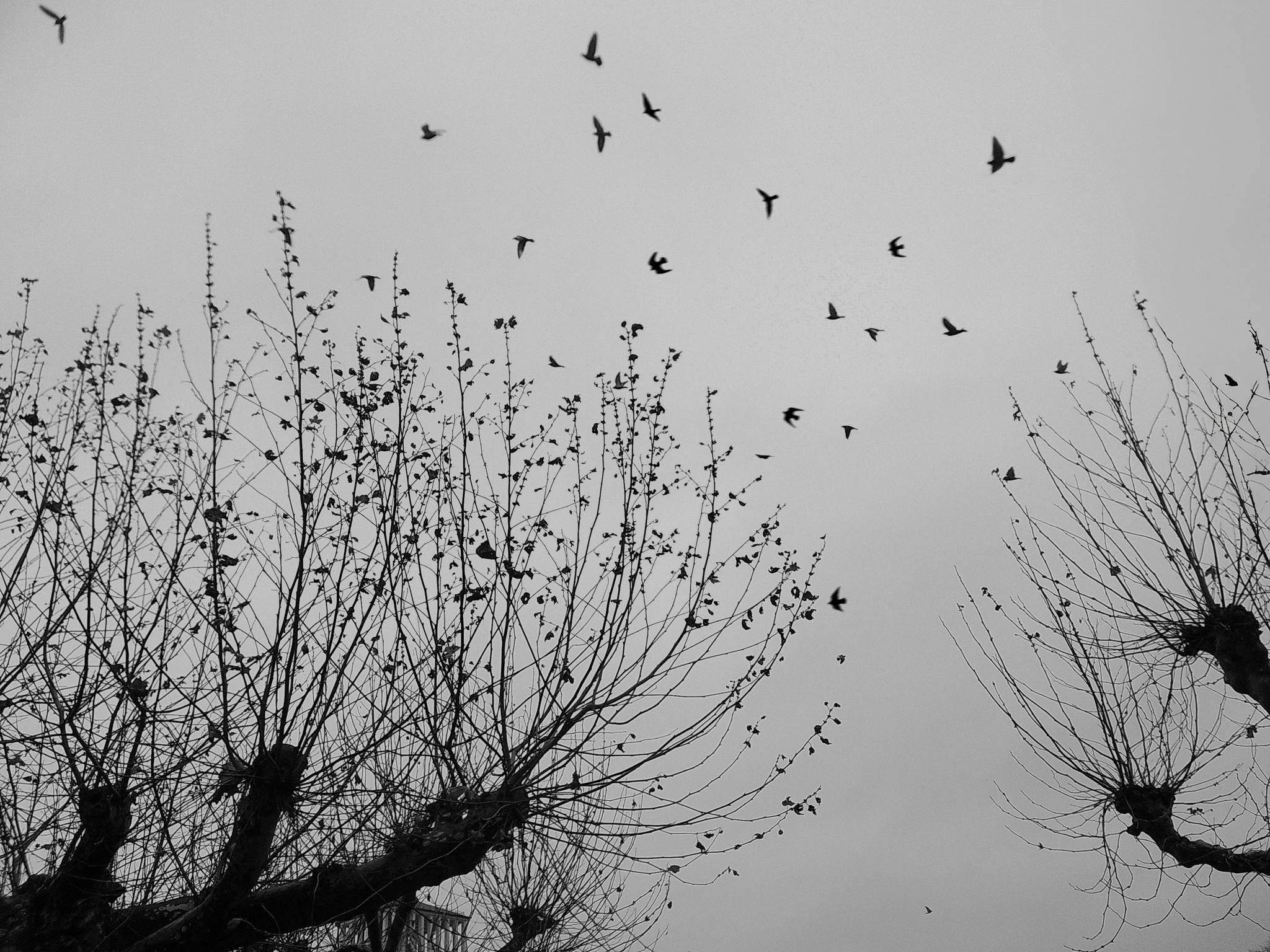 Vgel dscf1878a 54205926831 o