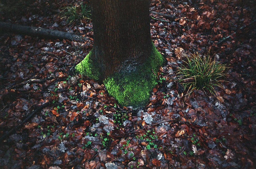 01web 2017 12 29 CanonIV 11,large.1542455409