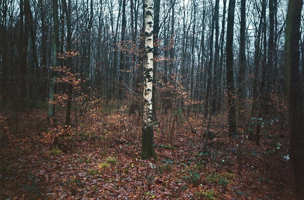 02web 2017 12 29 CanonIV 13,large.1542455409