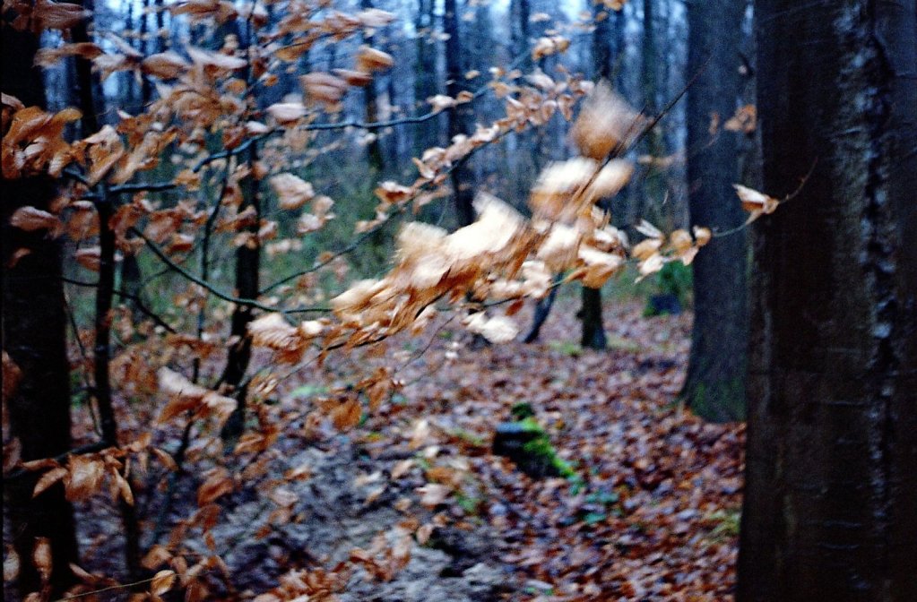 03web 2017 12 29 CanonIV 18,large.1542455409