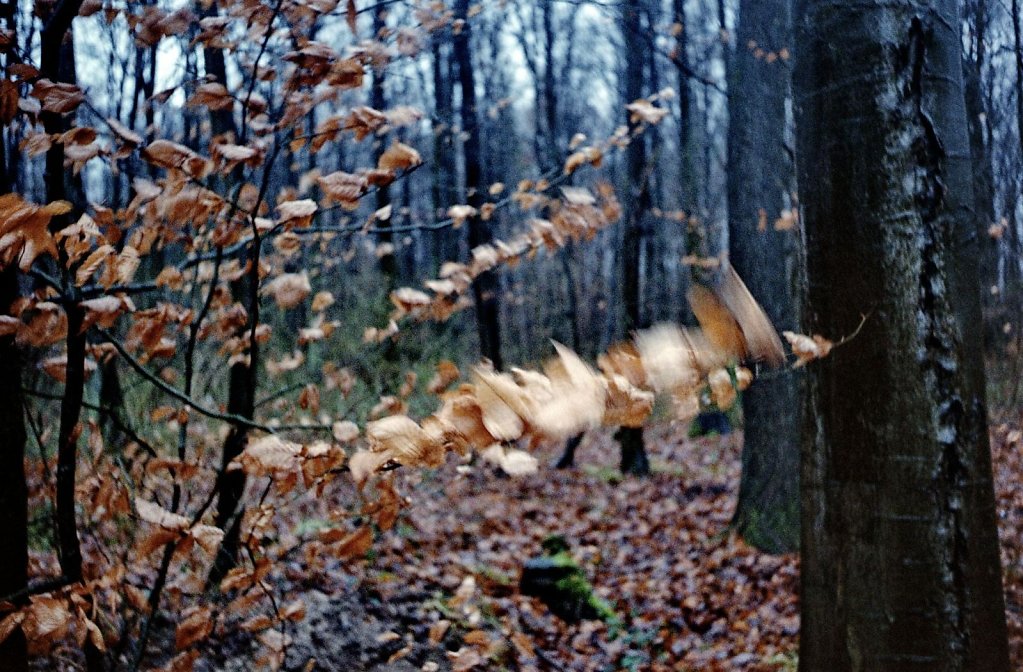 04web 2017 12 29 CanonIV 14,large.1542455409