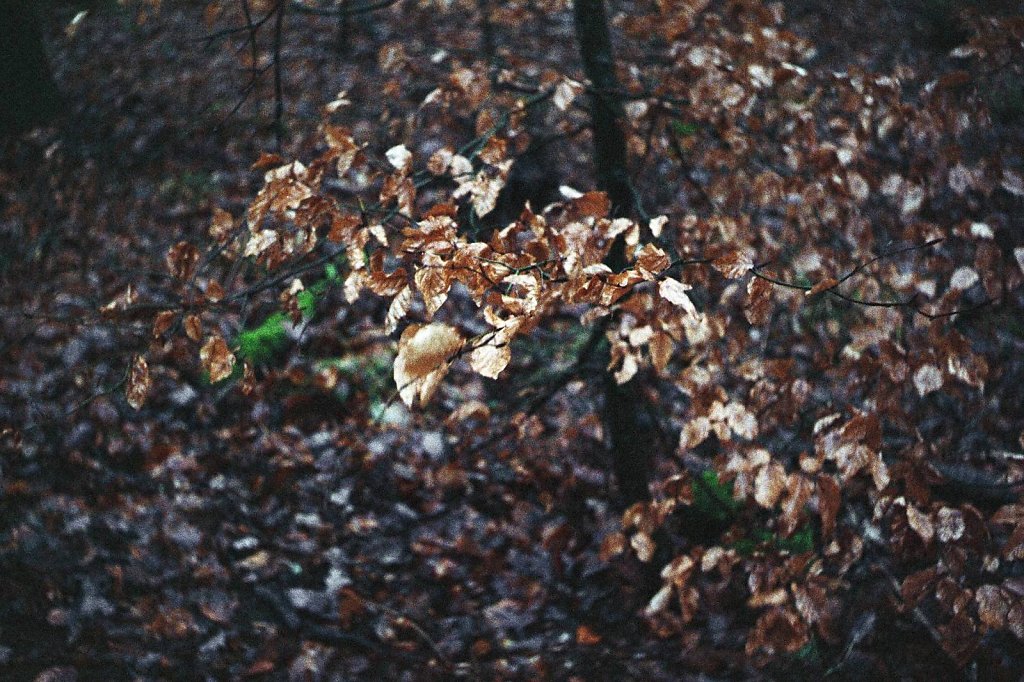 05web 2017 12 29 CanonIV 20,large.1542455409