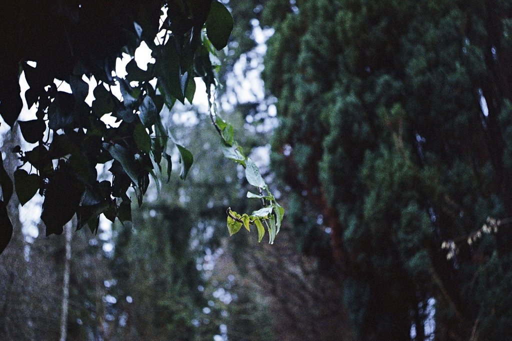 08web 2017 12 29 CanonIV 9,large.1542455409