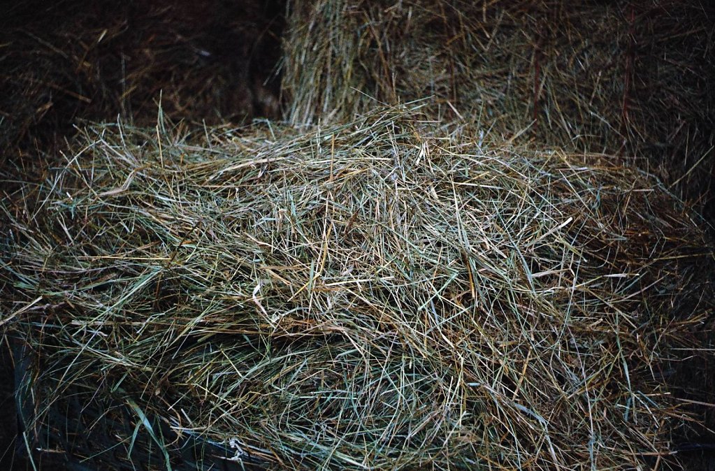 09web 2017 12 29 CanonIV 4,large.1542455409