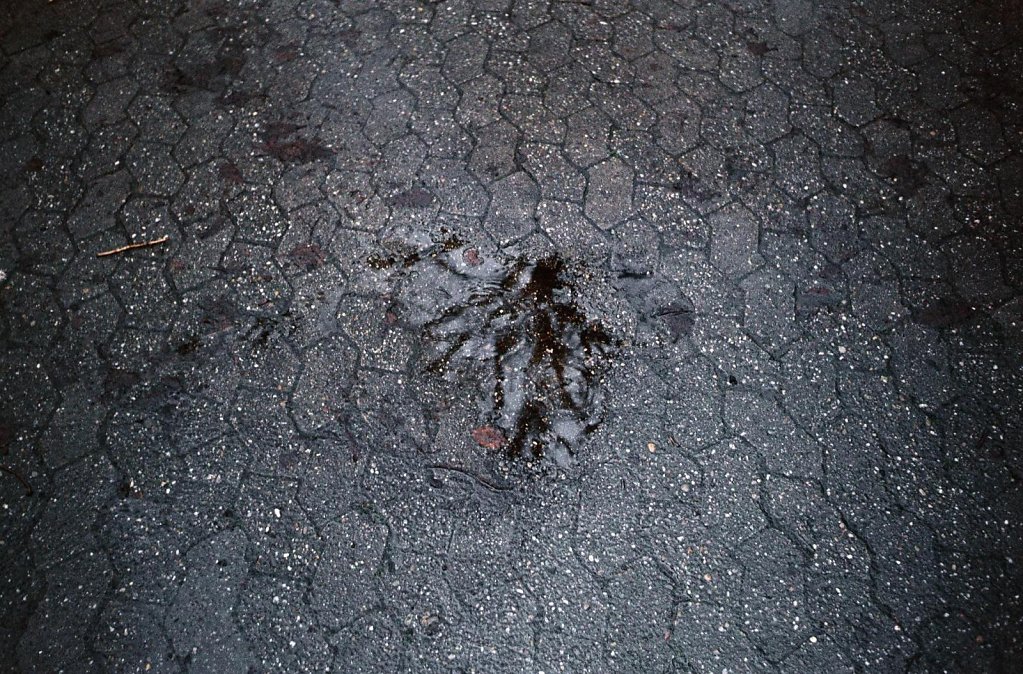 10web 2017 12 29 CanonIV 12,large.1542455409