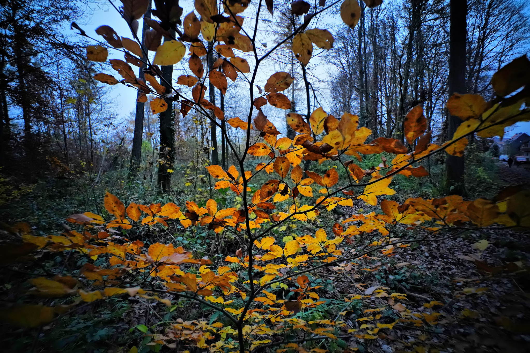 Dsc09216a 51767887783 o