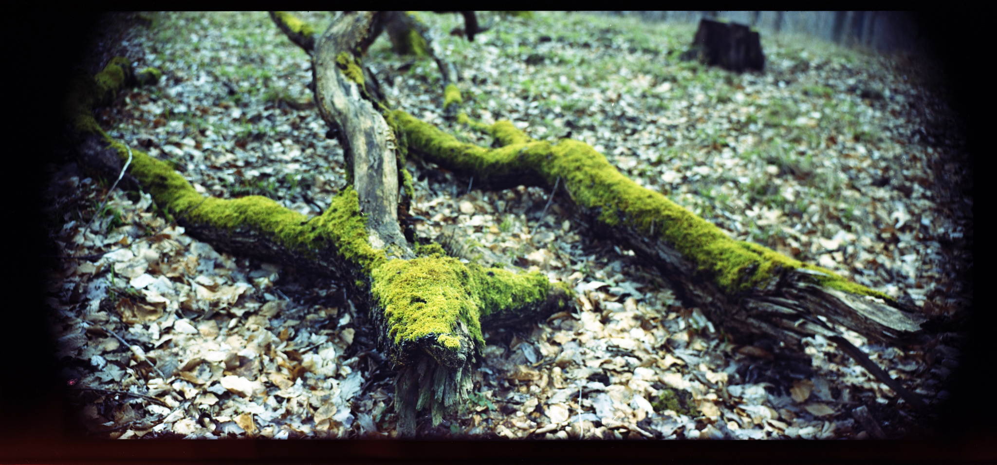 2018 03 16 holga 03 26072810347 o