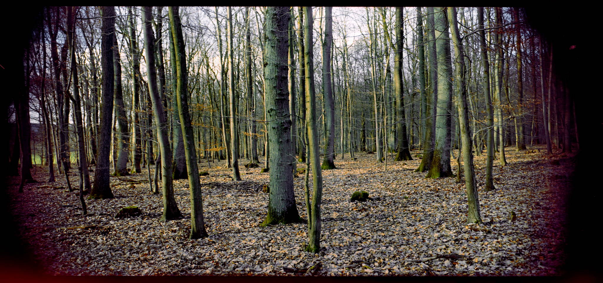 2018 03 16 holga 04 27074266888 o