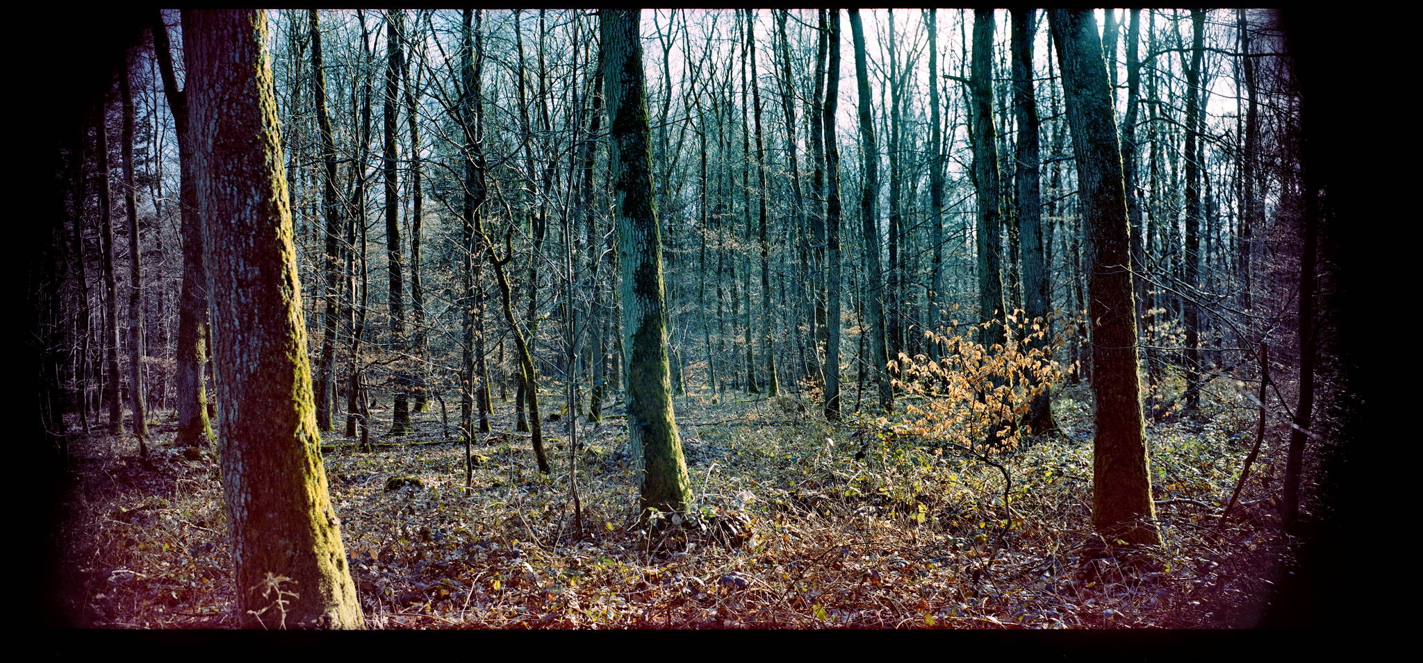 2018 03 16 holga 06 40903651182 o