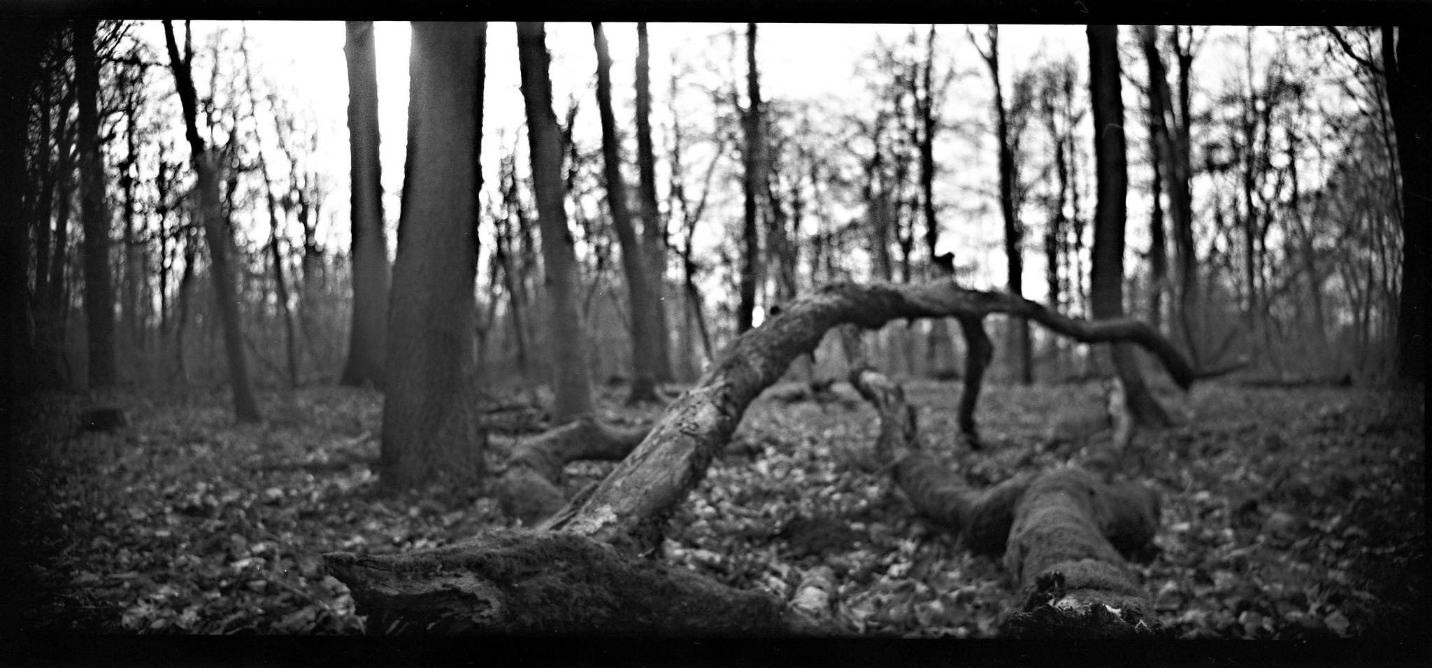 2018 03 20 holga 02 40051151075 o