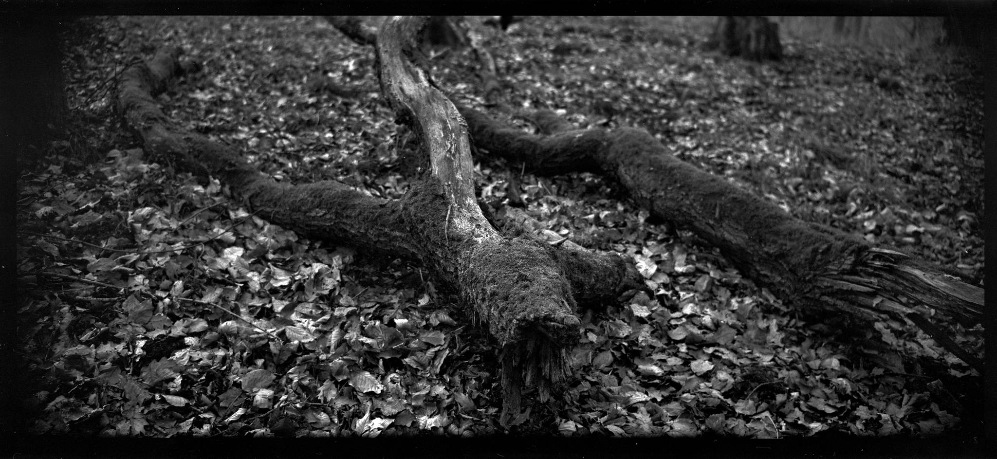 2018 03 20 holga 03 27056312118 o