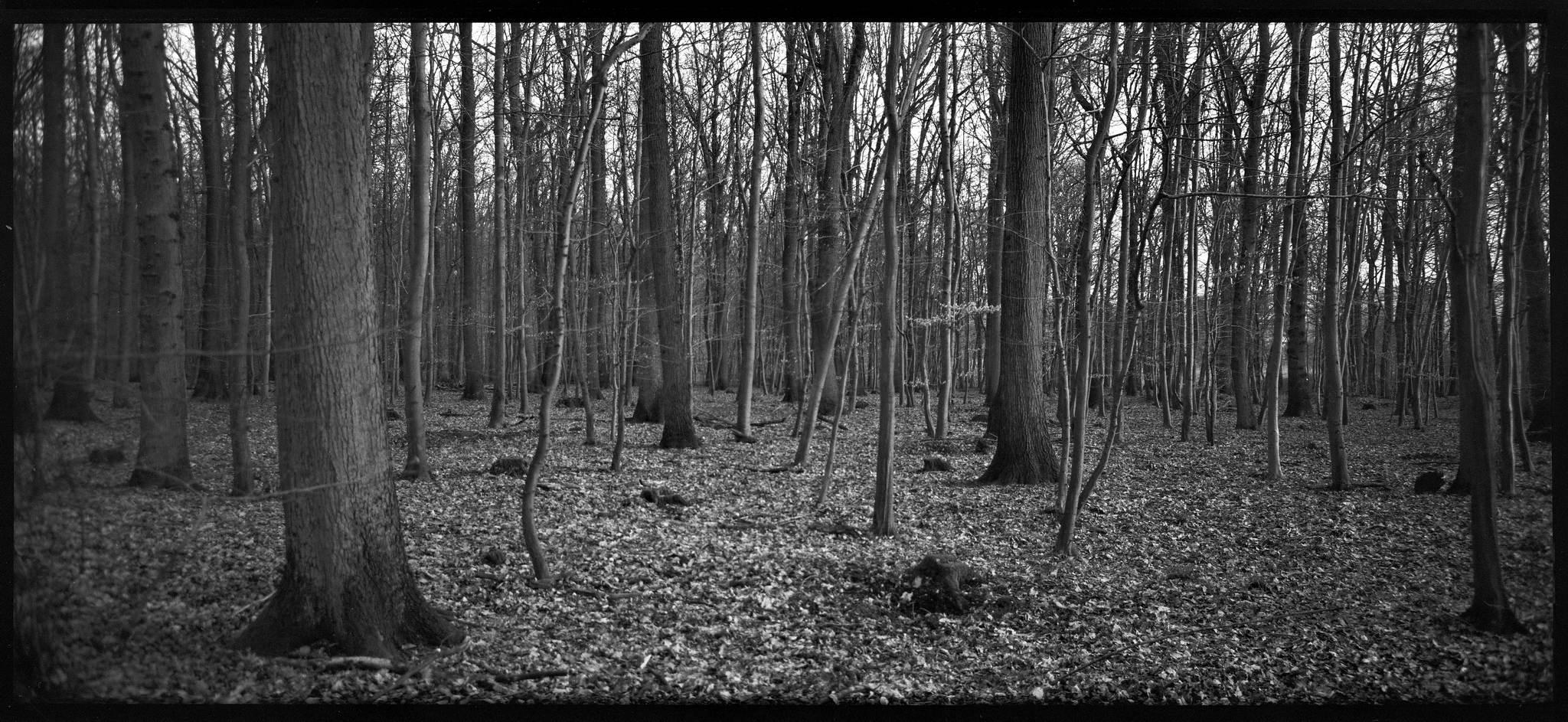 2018 03 20 holga 05 40903630112 o