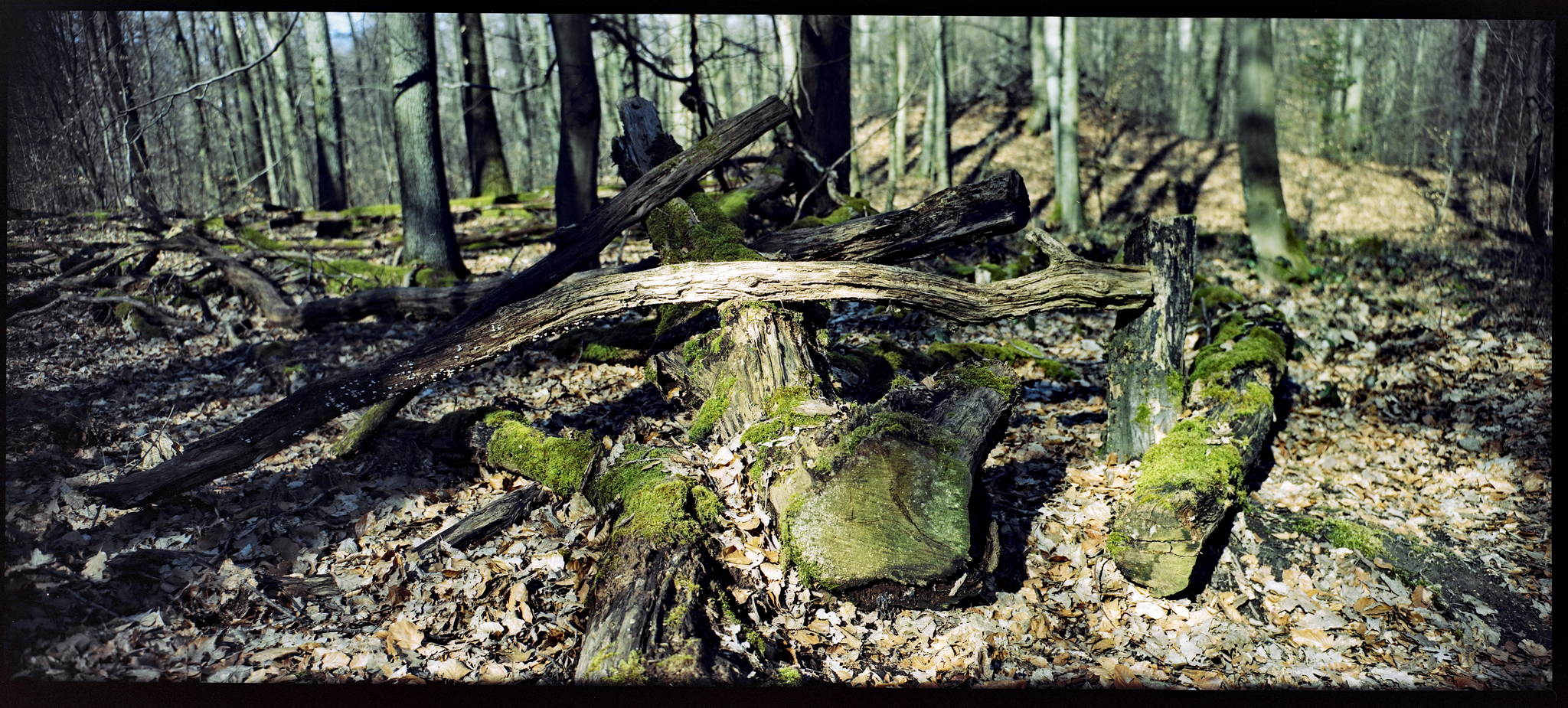 2018 03 30 holga pan 6x12 05 26271625857 o