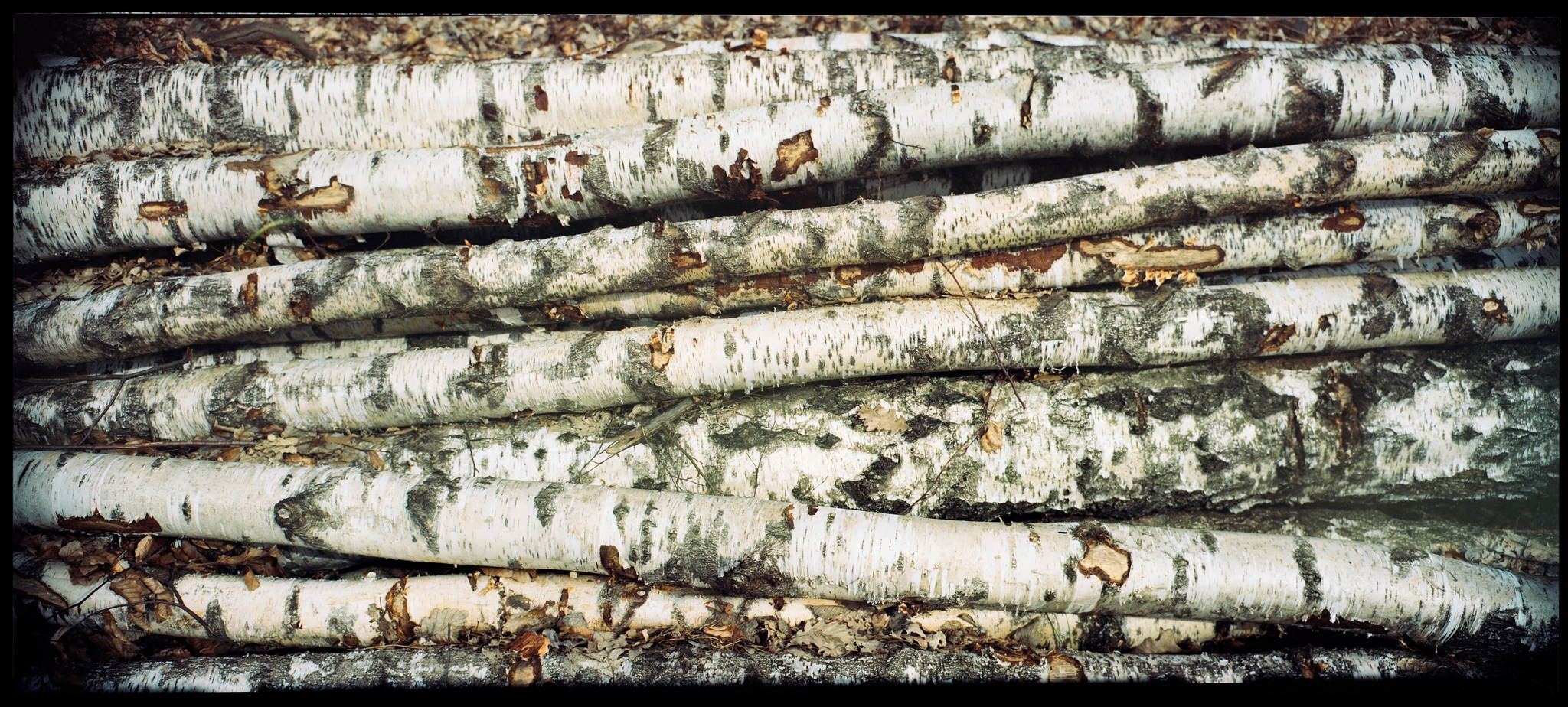 2018 03 30 holga pan 6x12 08 26271632357 o