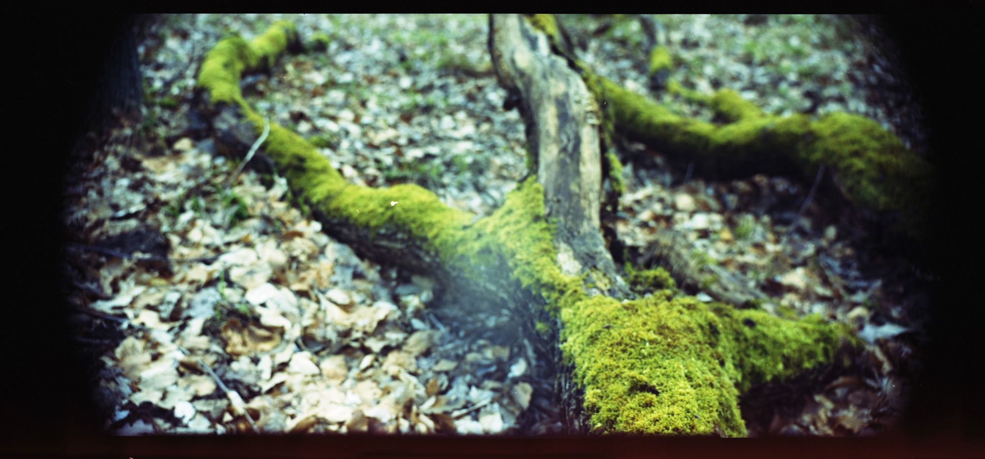 Verkl 2018 03 16 Holga 01