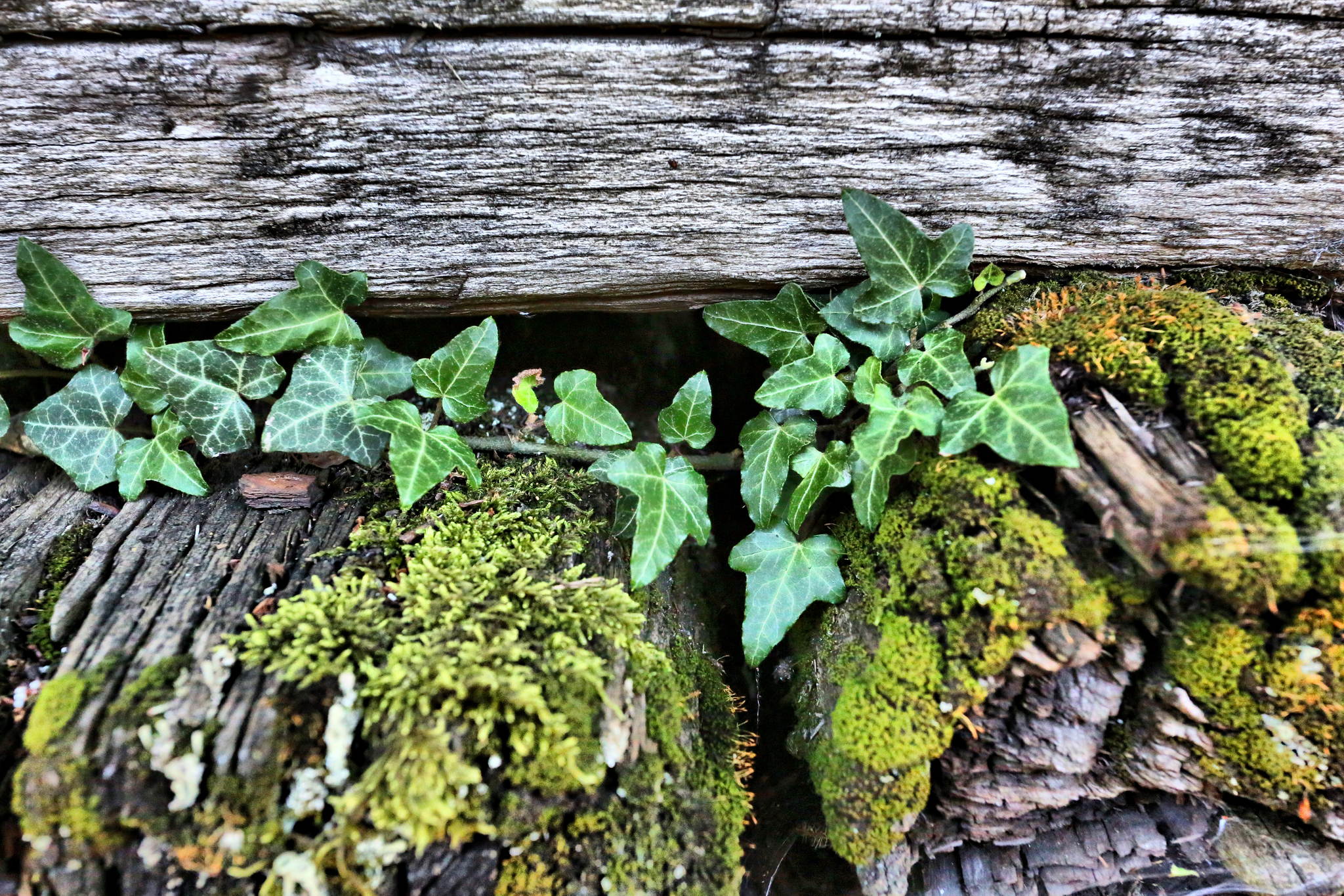 Lokmuseum hermeskeil ur4a0404 9329749846 o