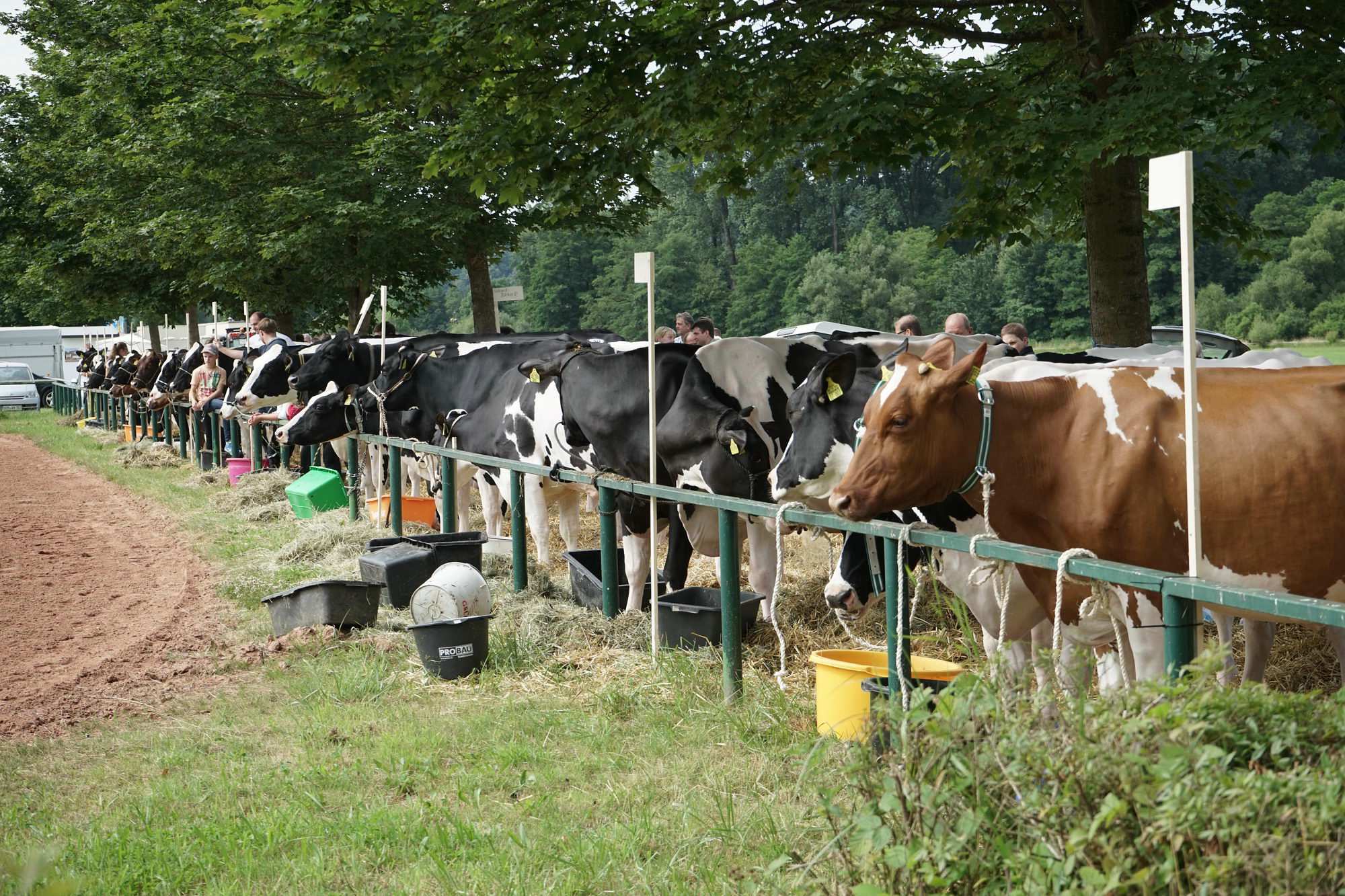 2016 07 17 webenheim kuehe 002