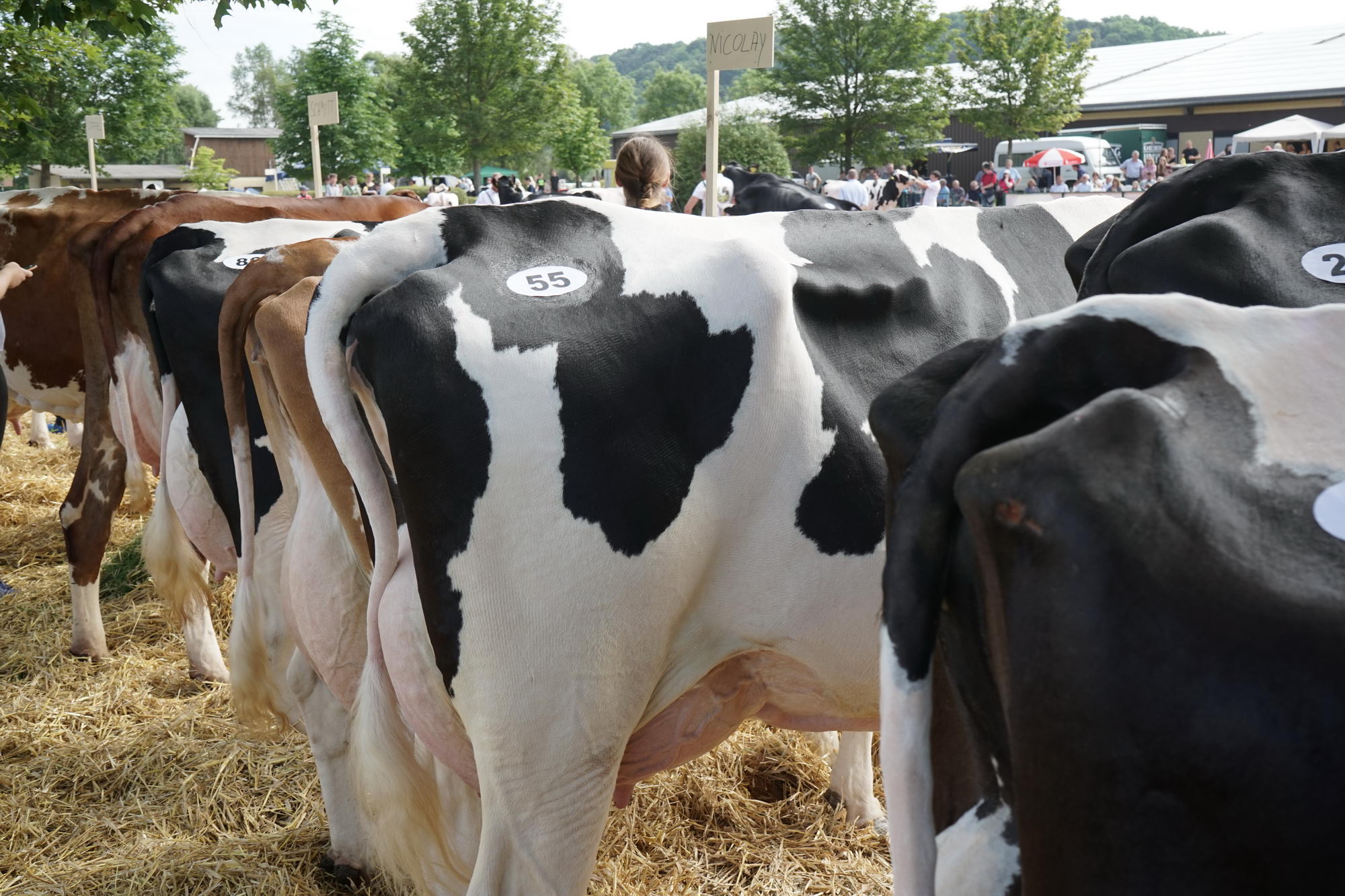 2016 07 17 webenheim kuehe 003