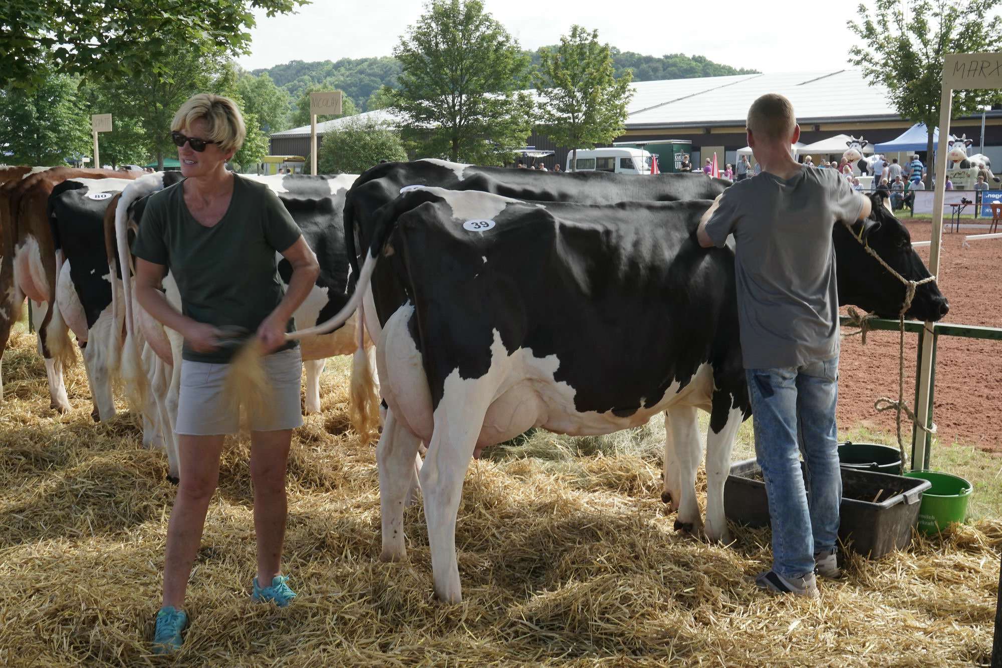 2016 07 17 webenheim kuehe 004