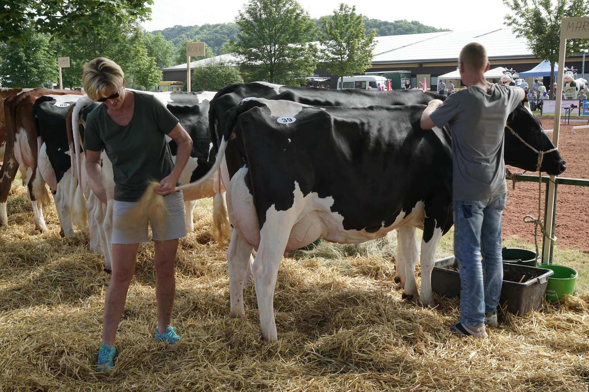 2016 07 17 webenheim kuehe 005