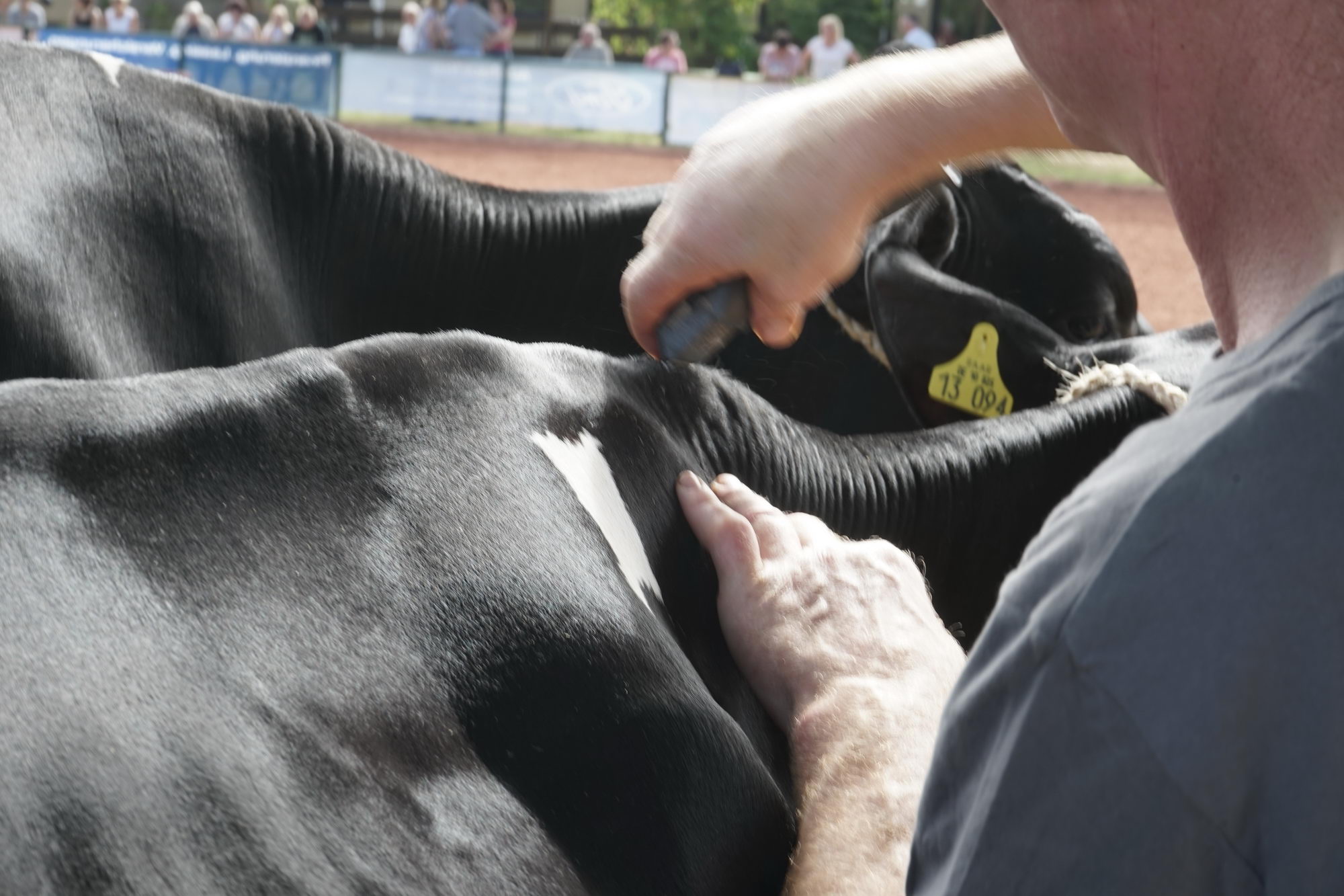 2016 07 17 webenheim kuehe 006