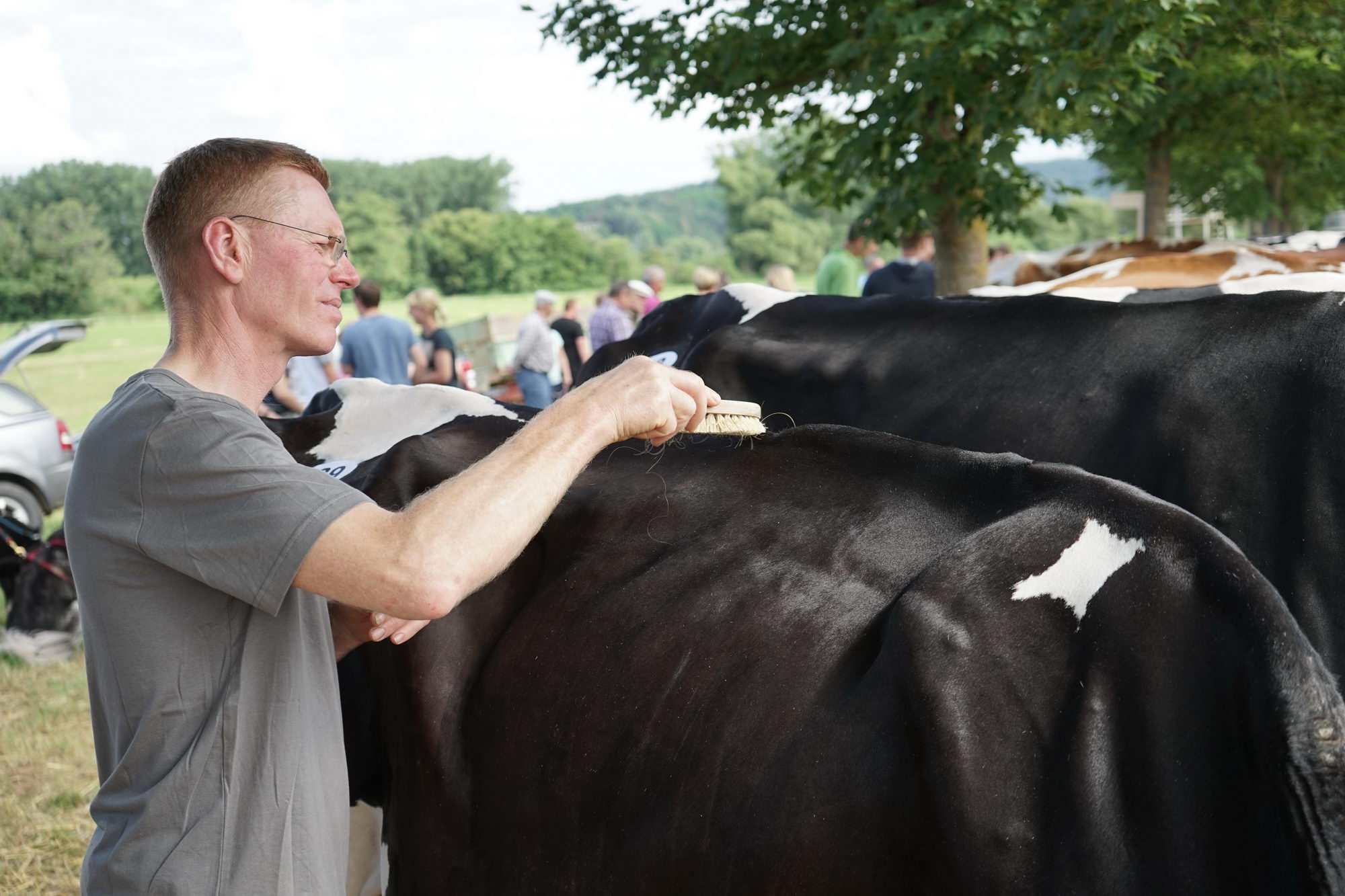 2016 07 17 webenheim kuehe 007