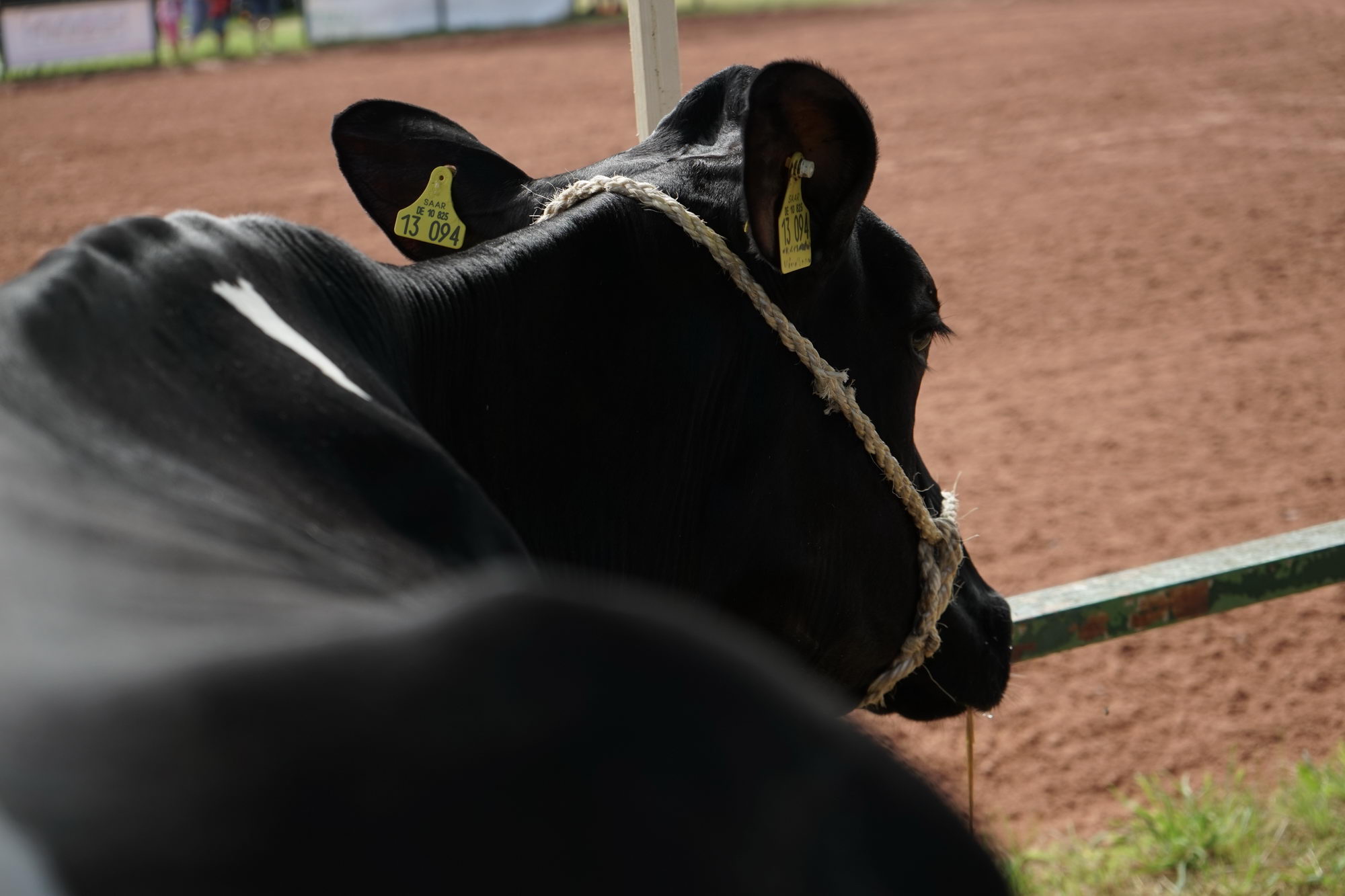 2016 07 17 webenheim kuehe 010