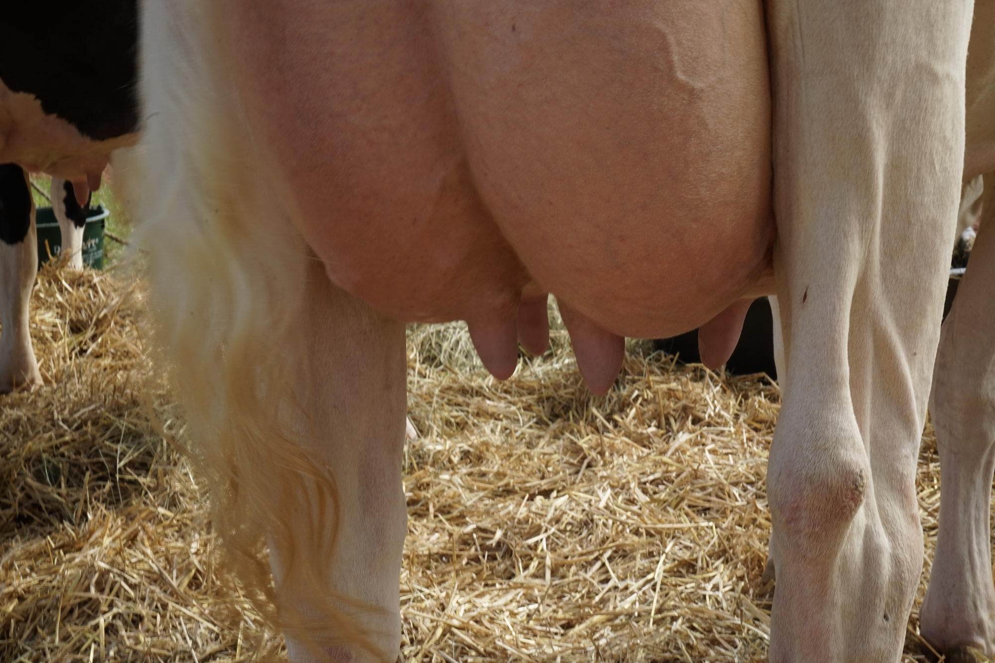 2016 07 17 webenheim kuehe 011