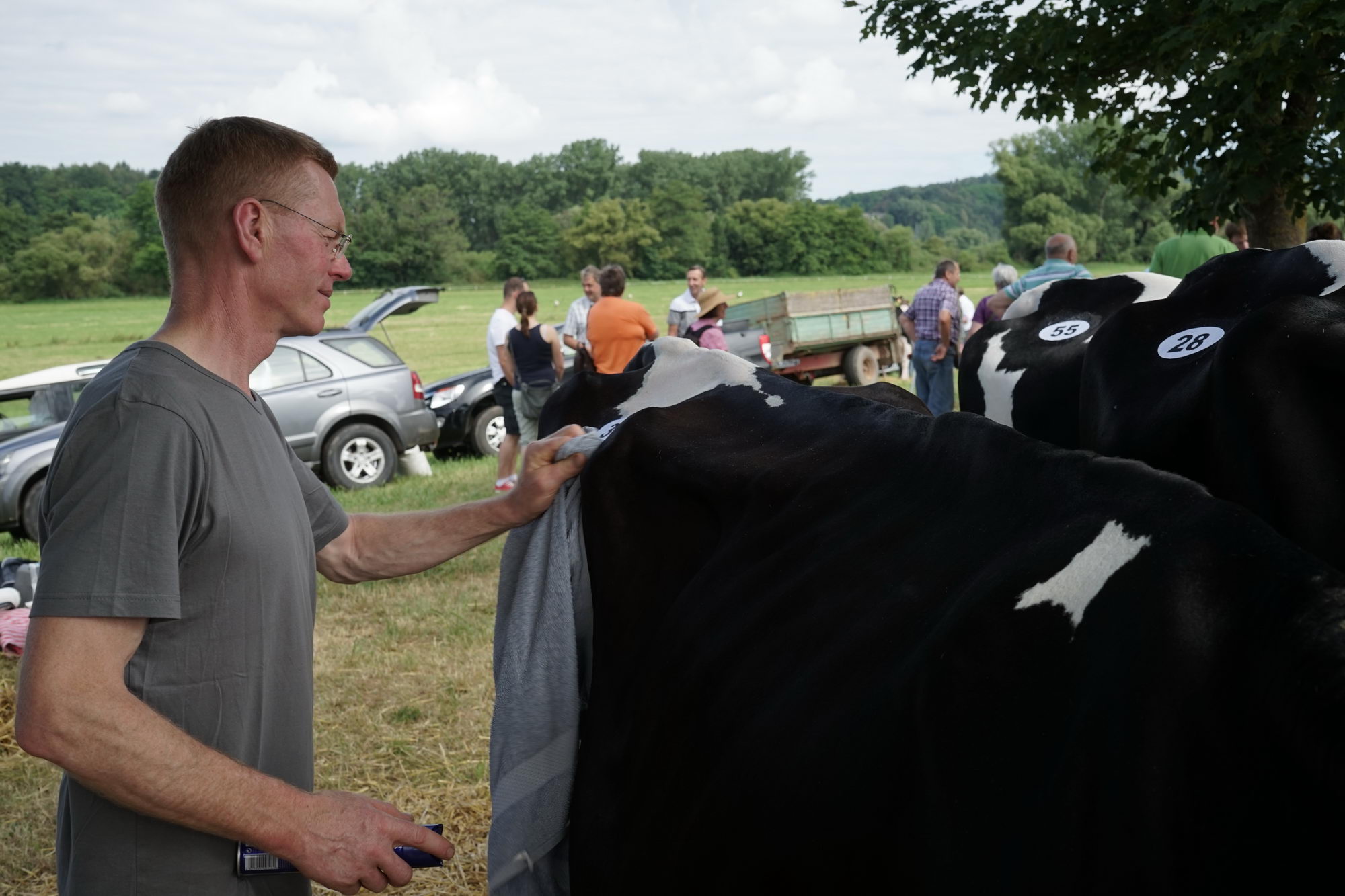 2016 07 17 webenheim kuehe 012