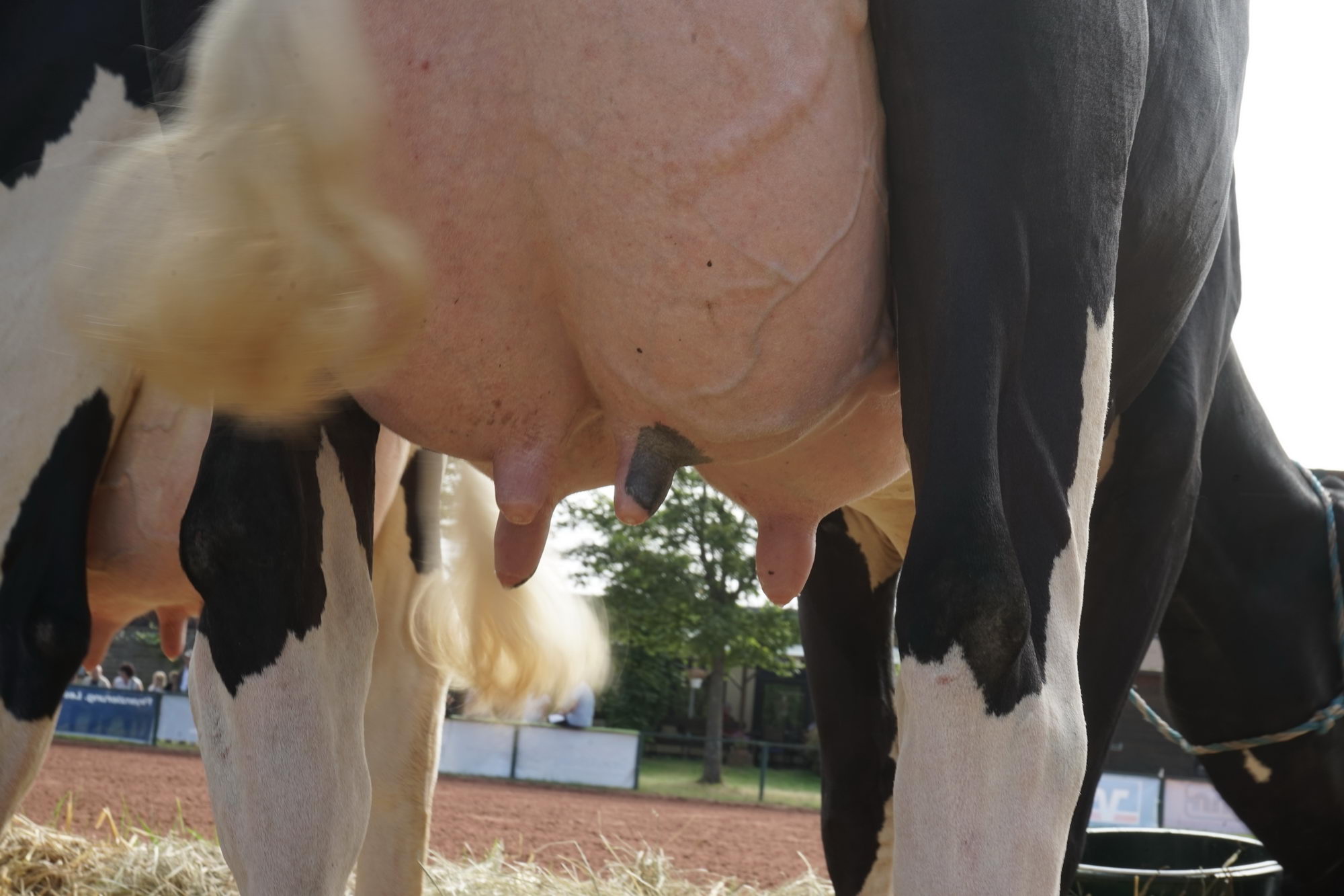 2016 07 17 webenheim kuehe 013