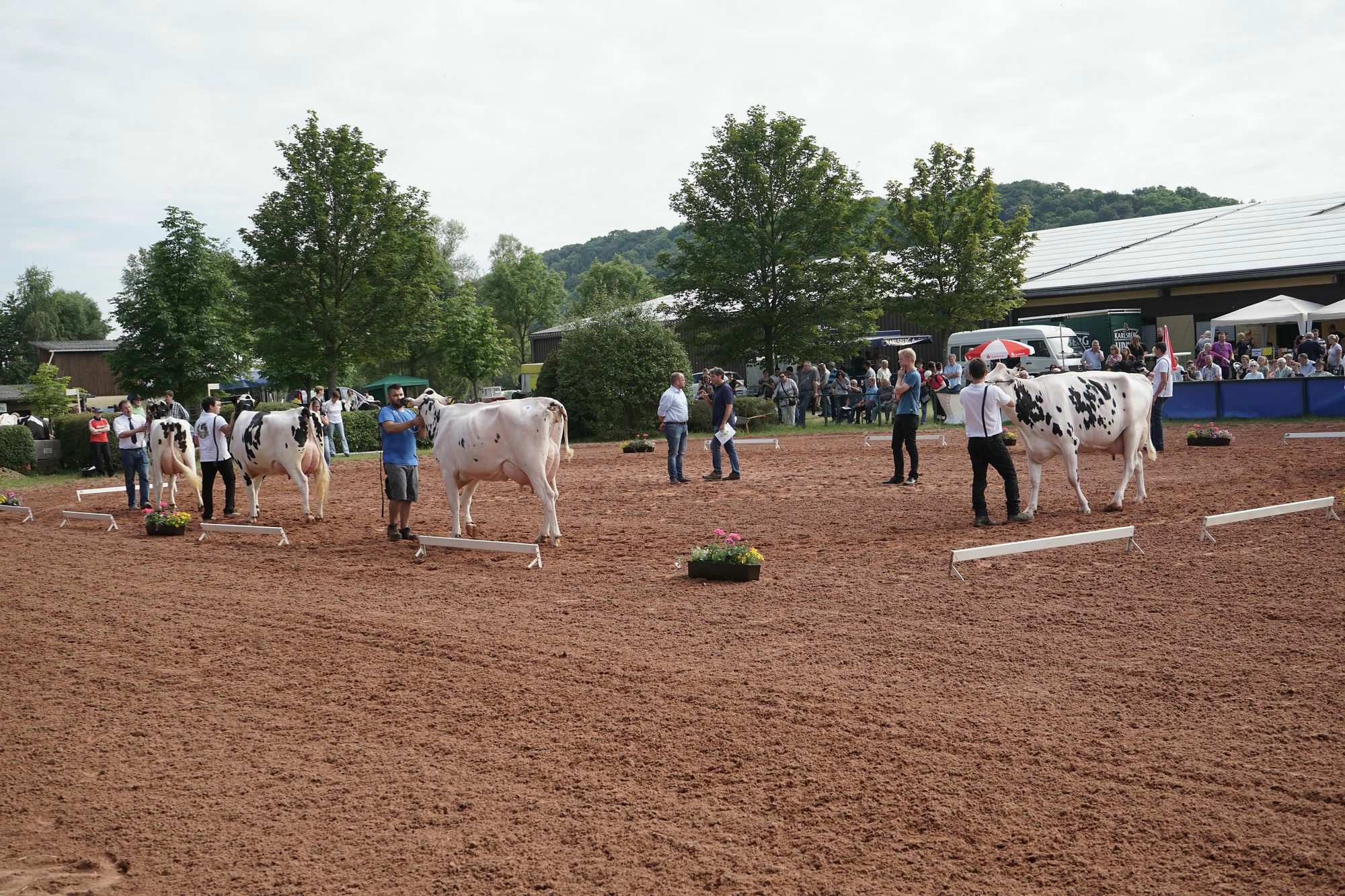 2016 07 17 webenheim kuehe 014