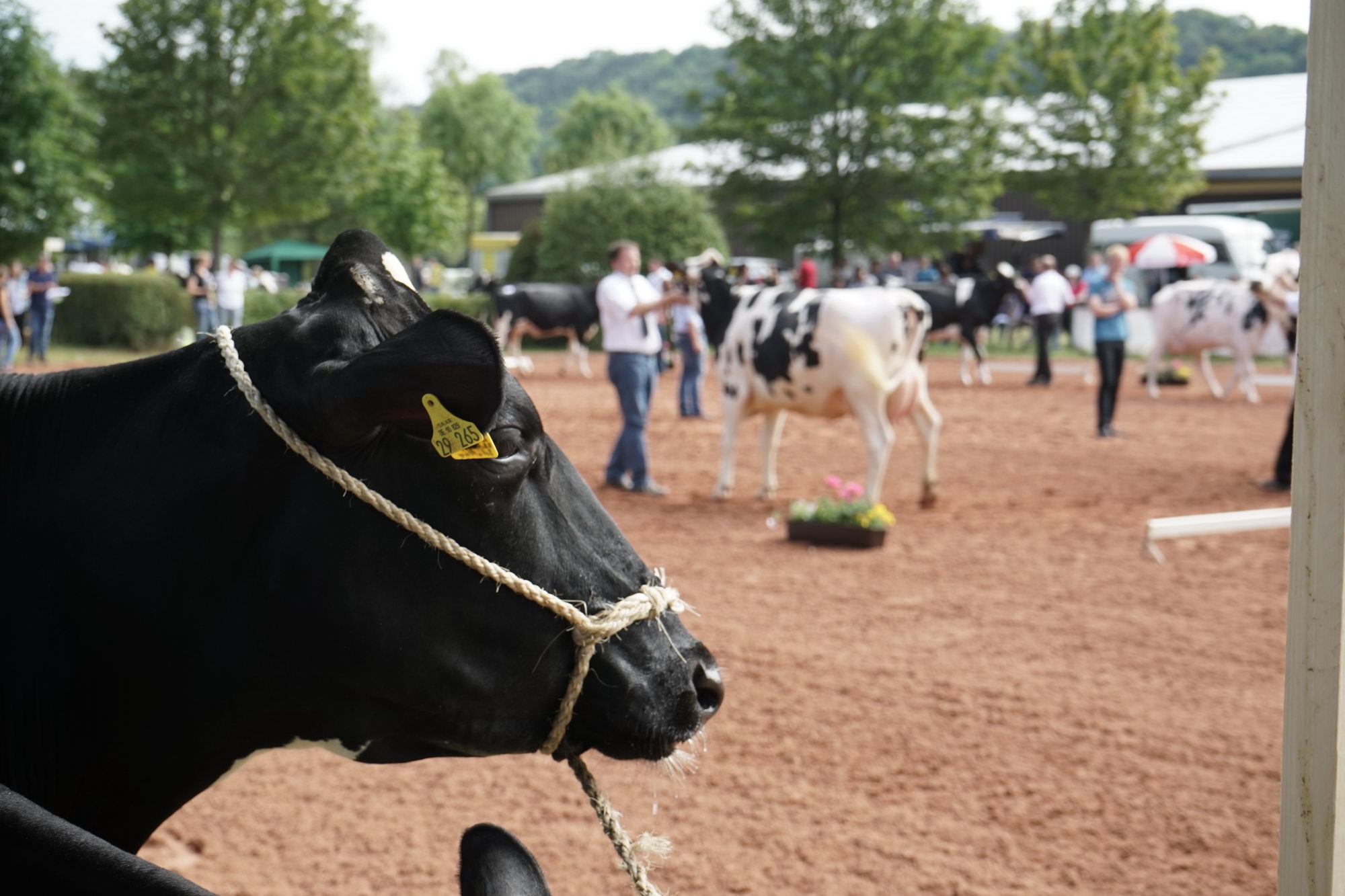 2016 07 17 webenheim kuehe 015