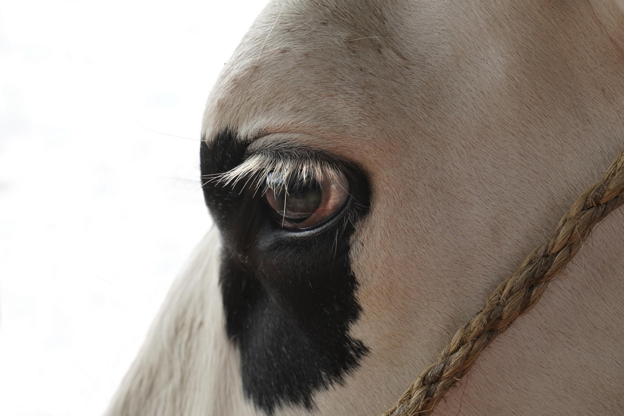 2016 07 17 webenheim kuehe 016