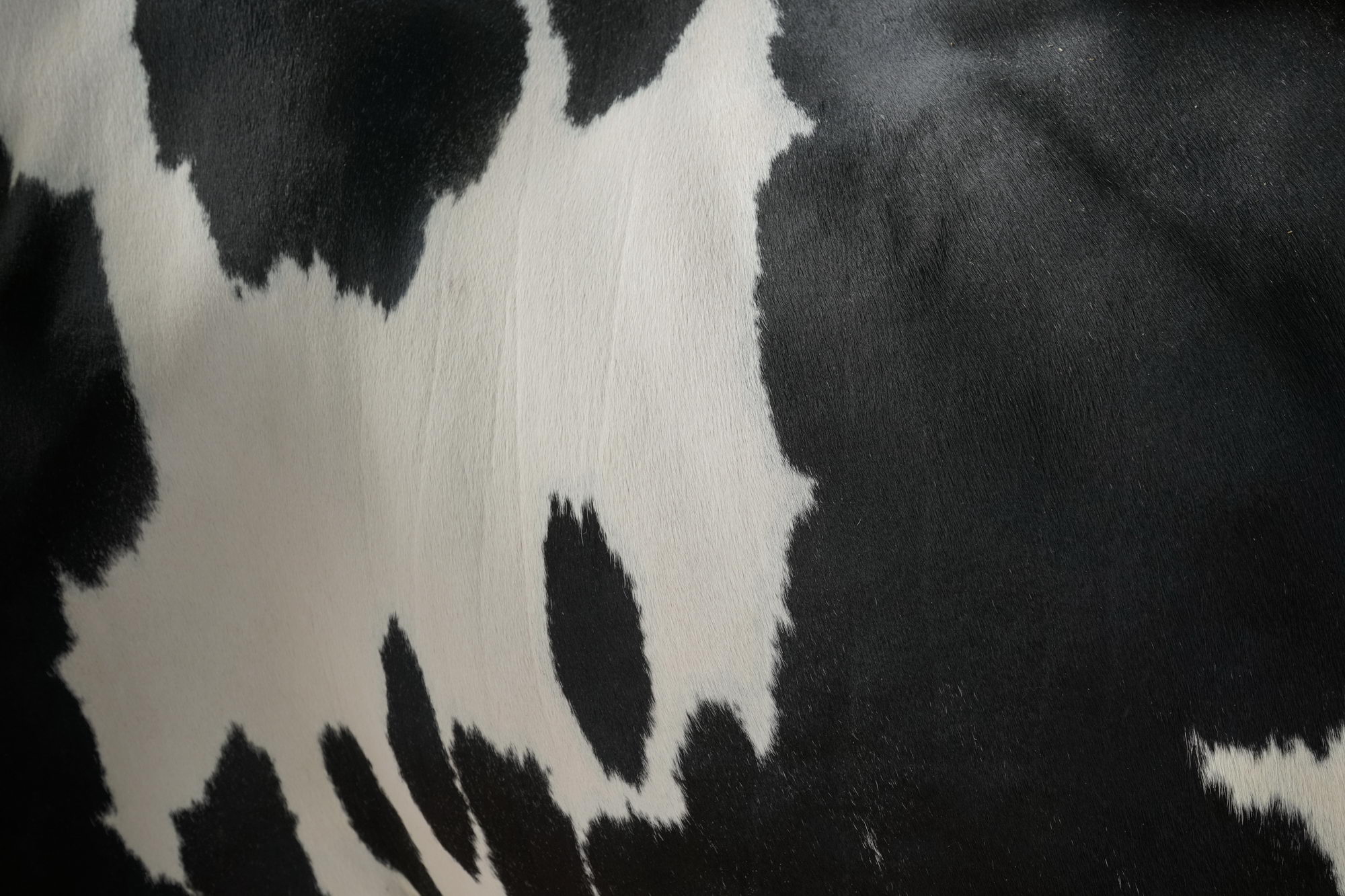 2016 07 17 webenheim kuehe 017