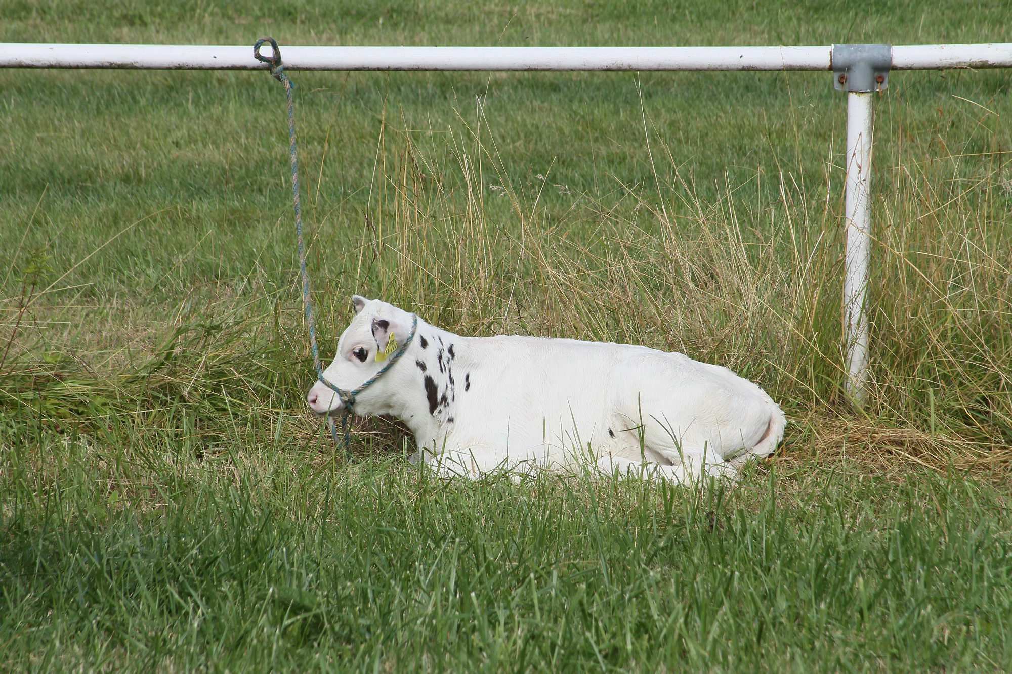 2016 07 17 webenheim kuehe 018