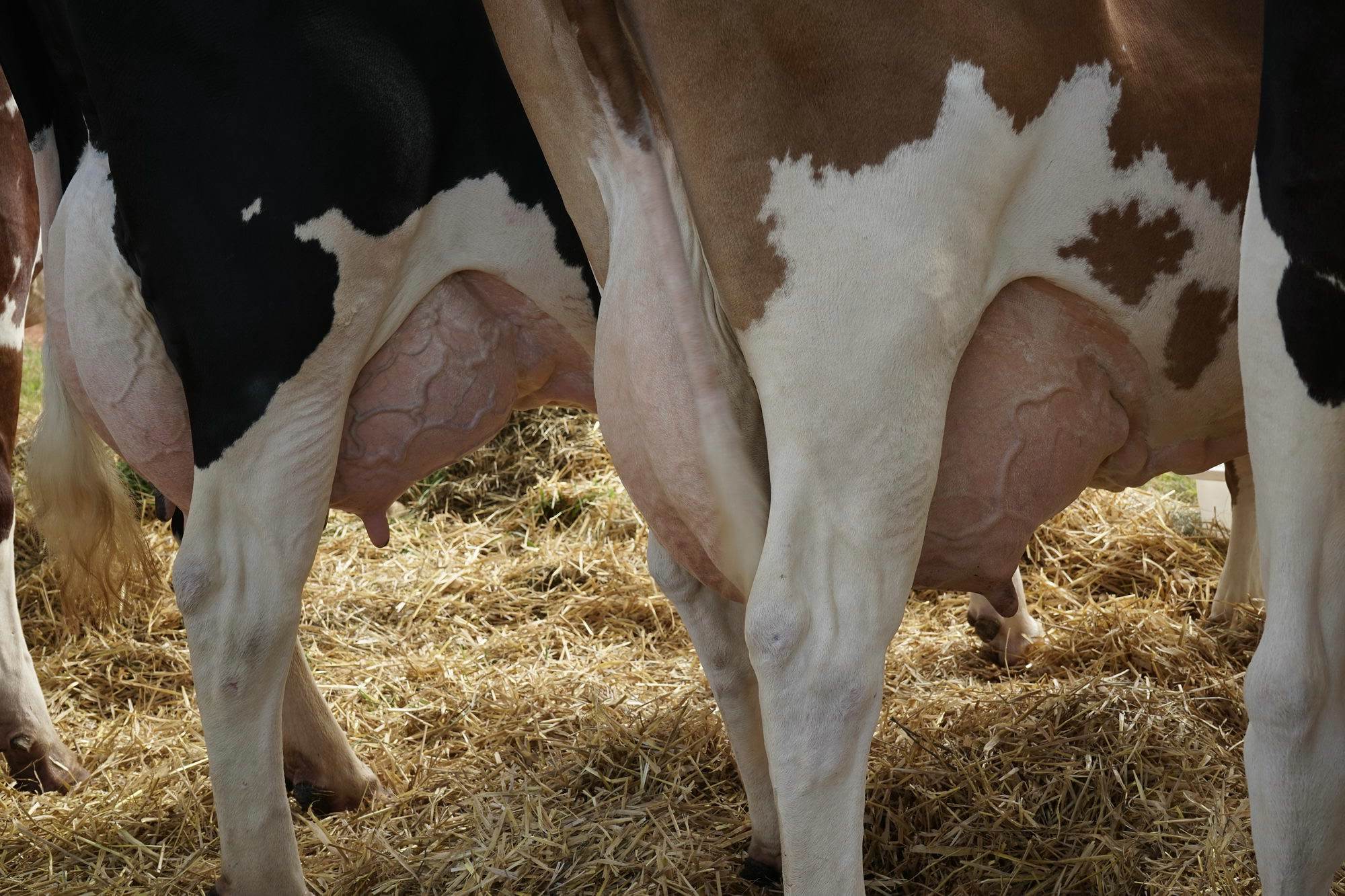 2016 07 17 webenheim kuehe 019