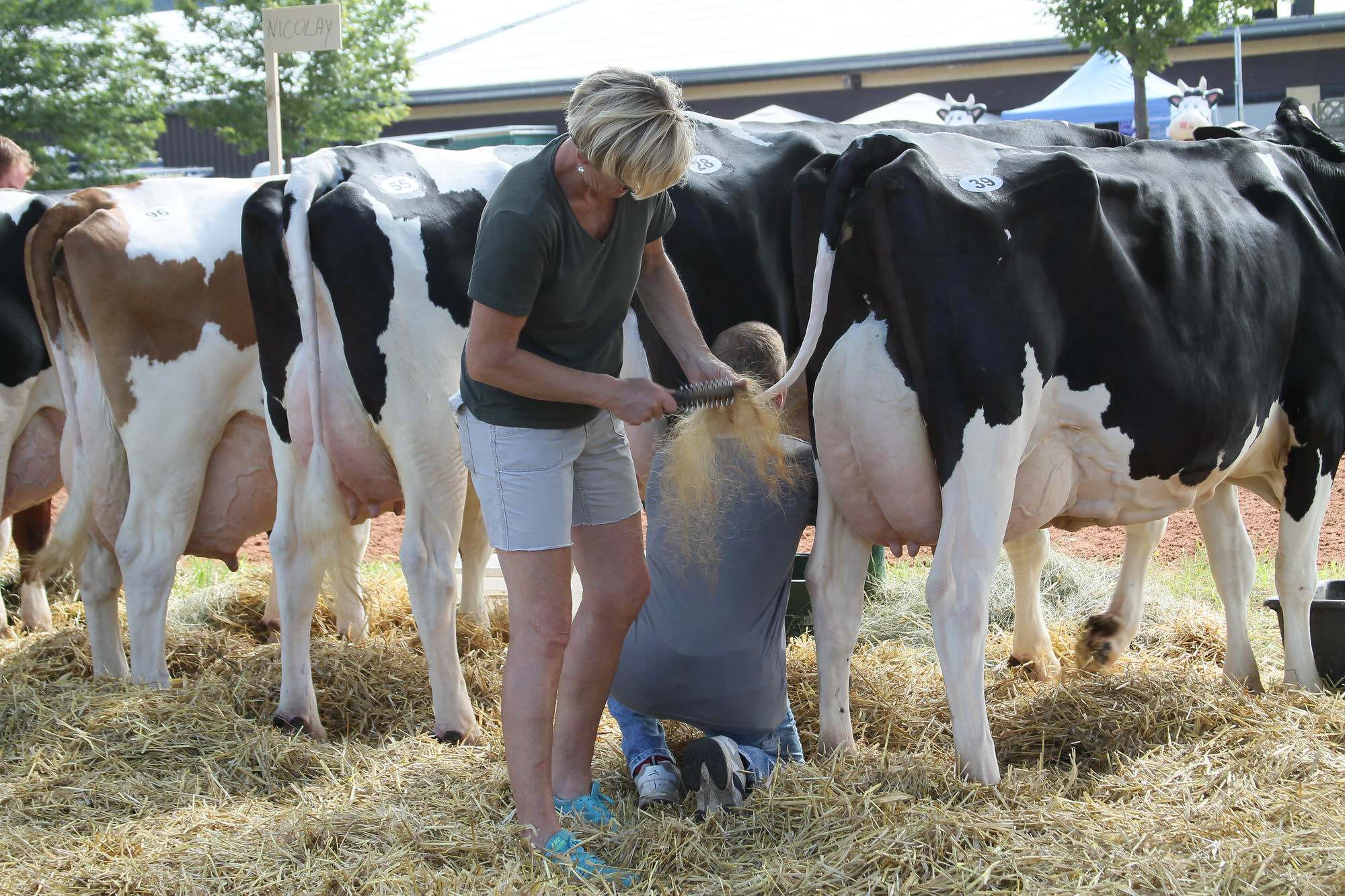 2016 07 17 webenheim kuehe 020