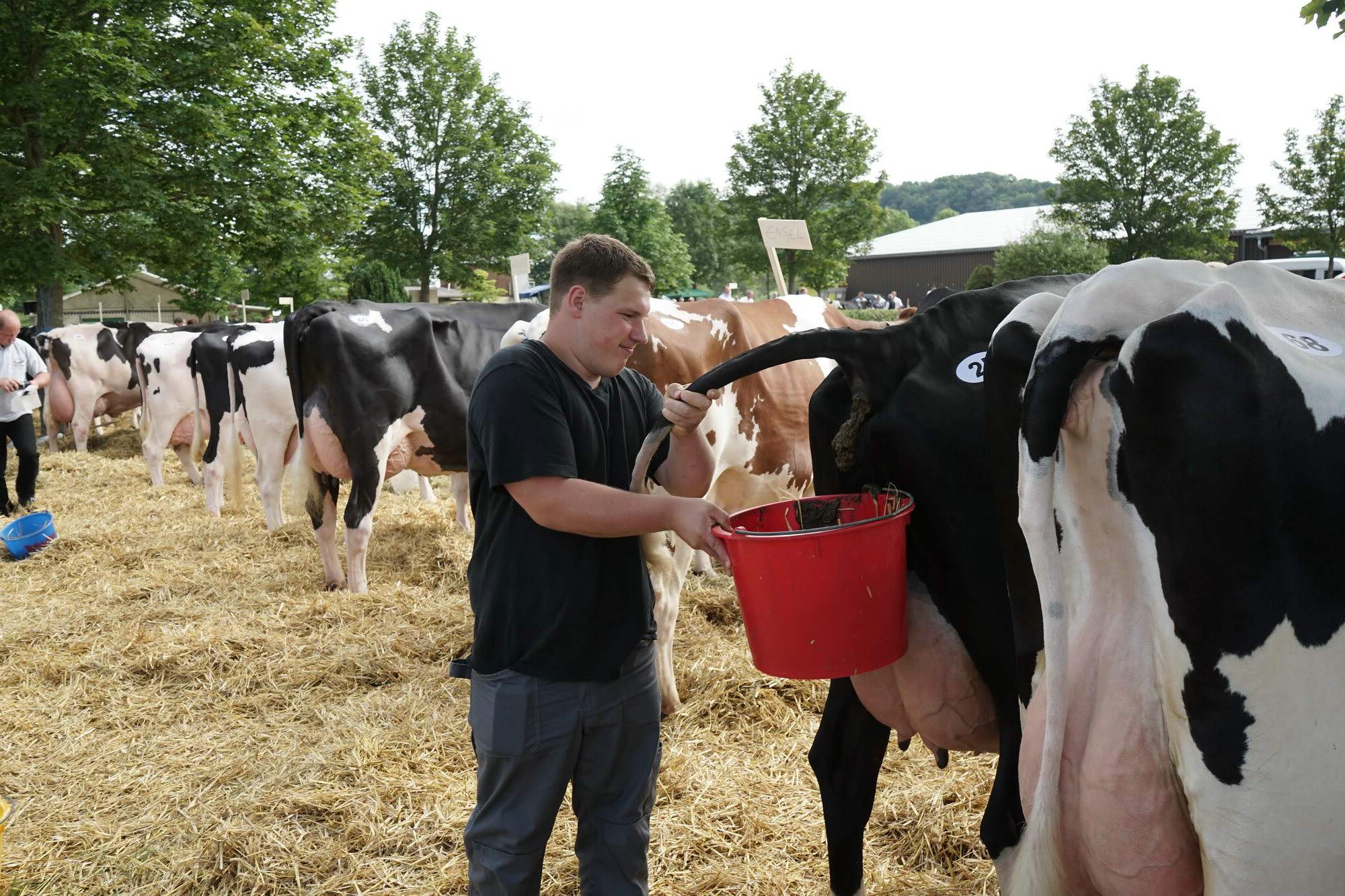 2016 07 17 webenheim kuehe 021