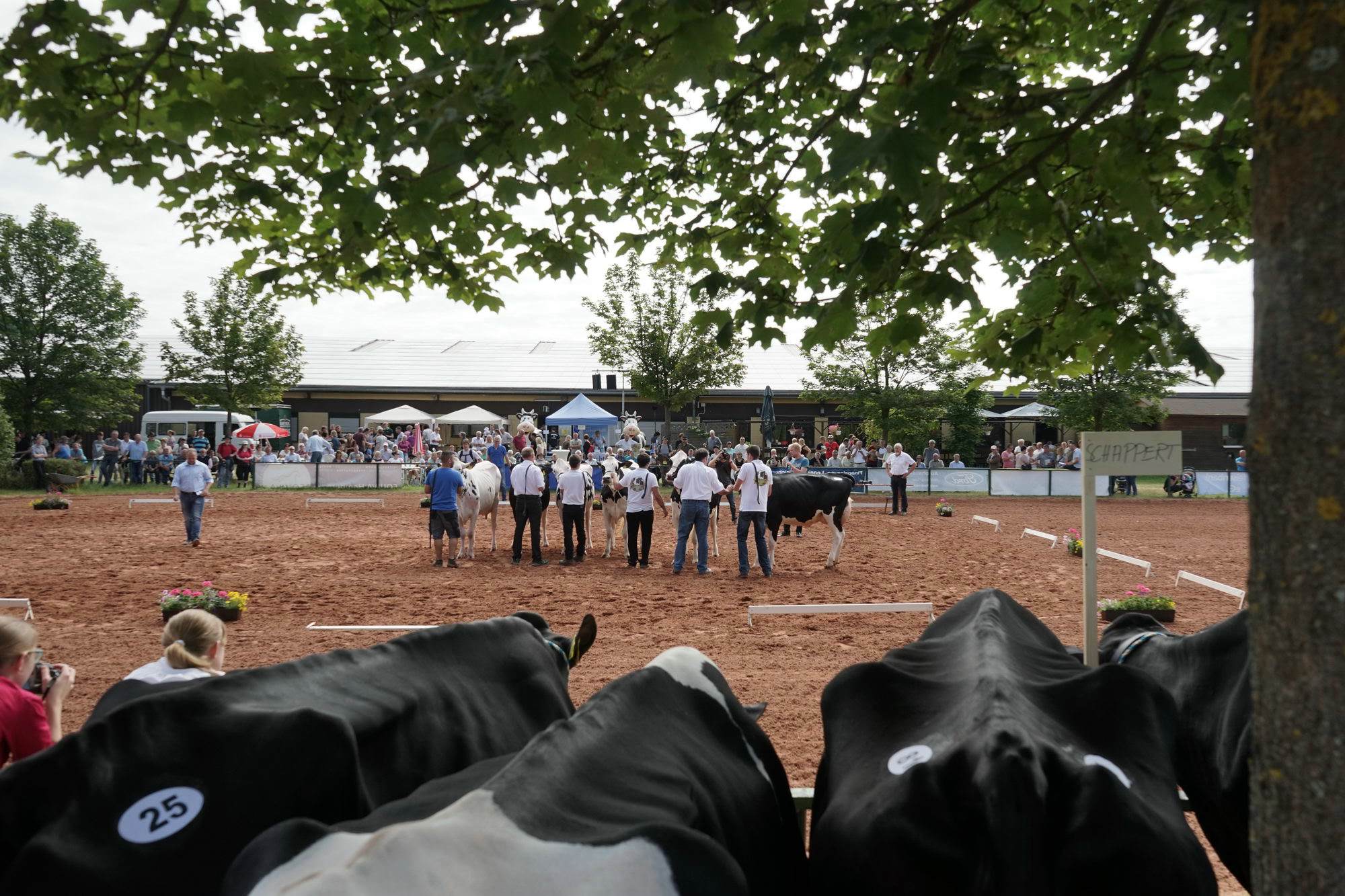 2016 07 17 webenheim kuehe 022